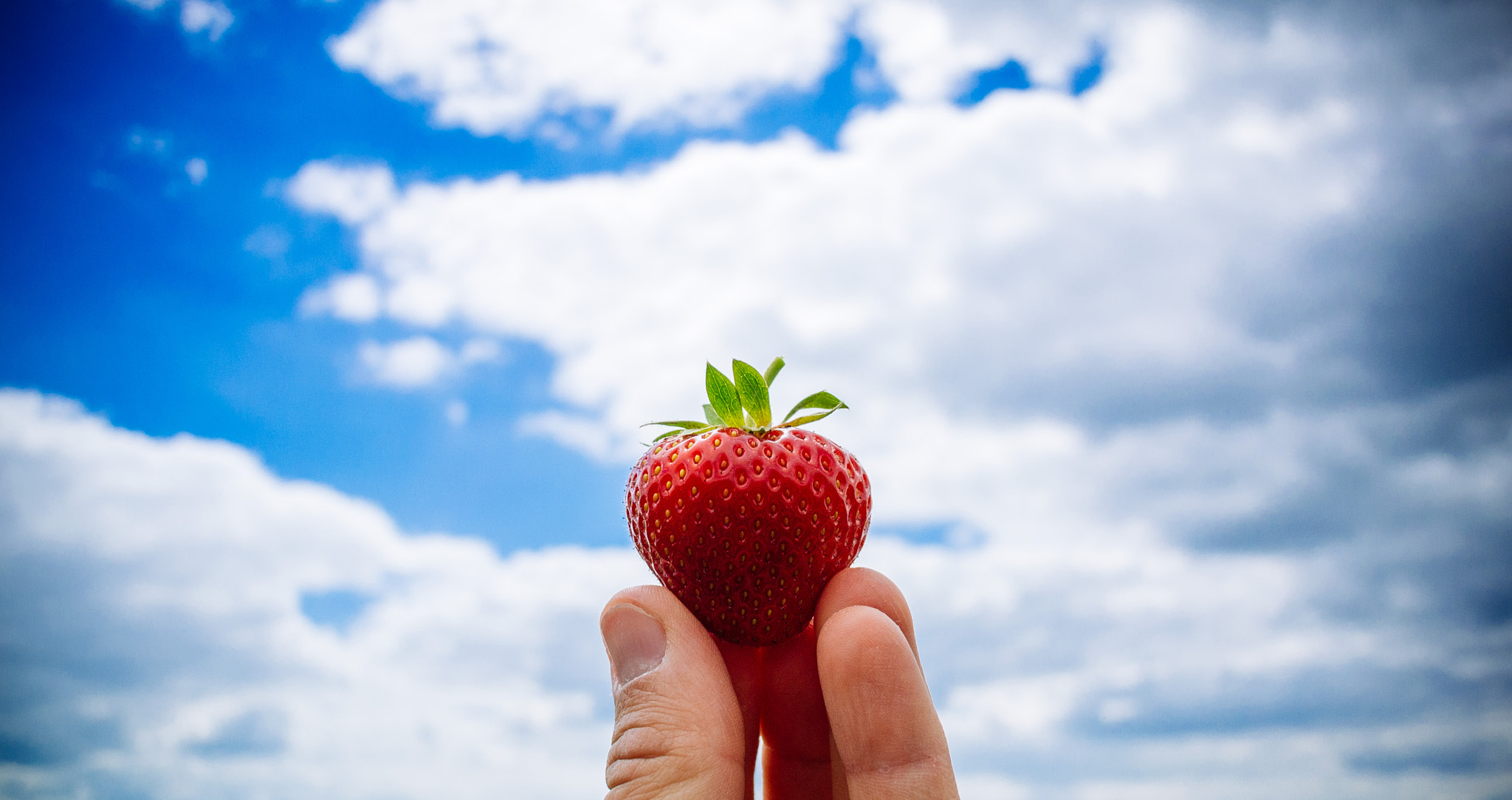 Nikon 1 V1 + Nikon 1 Nikkor 10mm F2.8 sample photo. Strawberry fields forever! photography