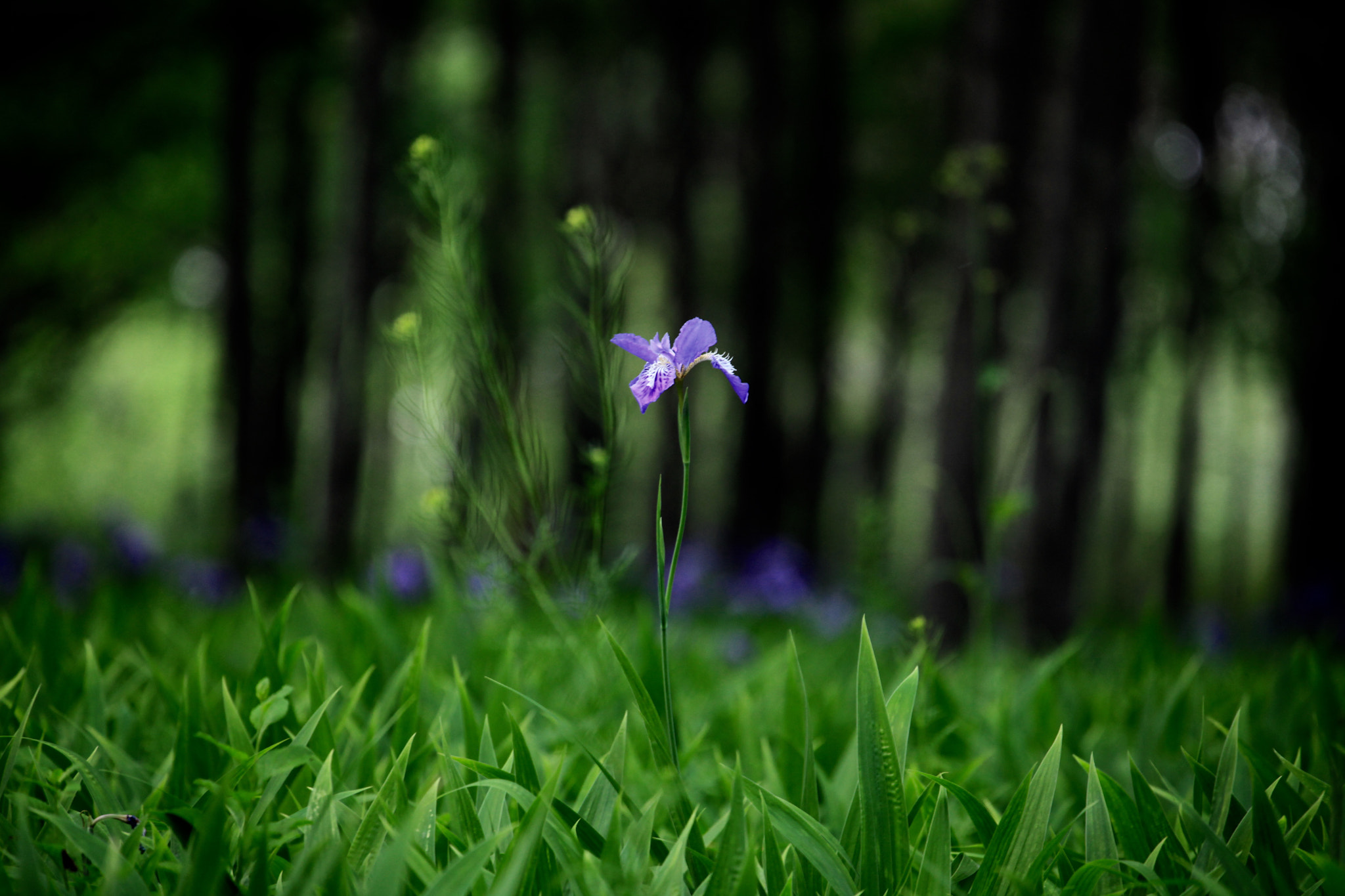 Canon EF 70-300mm F4-5.6L IS USM sample photo. 鸢尾 photography