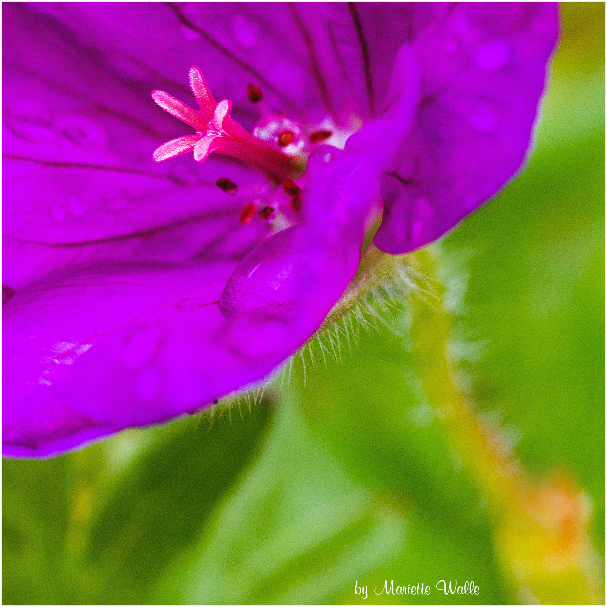 Sigma 70mm F2.8 EX DG Macro sample photo. Purple beauty! photography