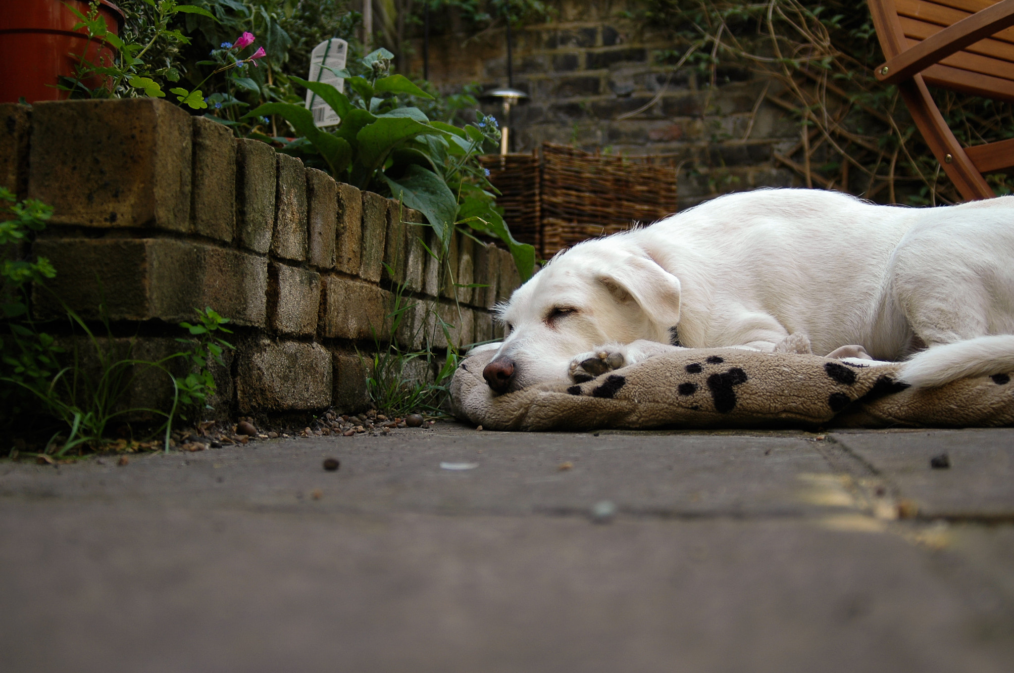 AF Zoom-Nikkor 28-80mm f/3.3-5.6G sample photo. Lola in the garden photography
