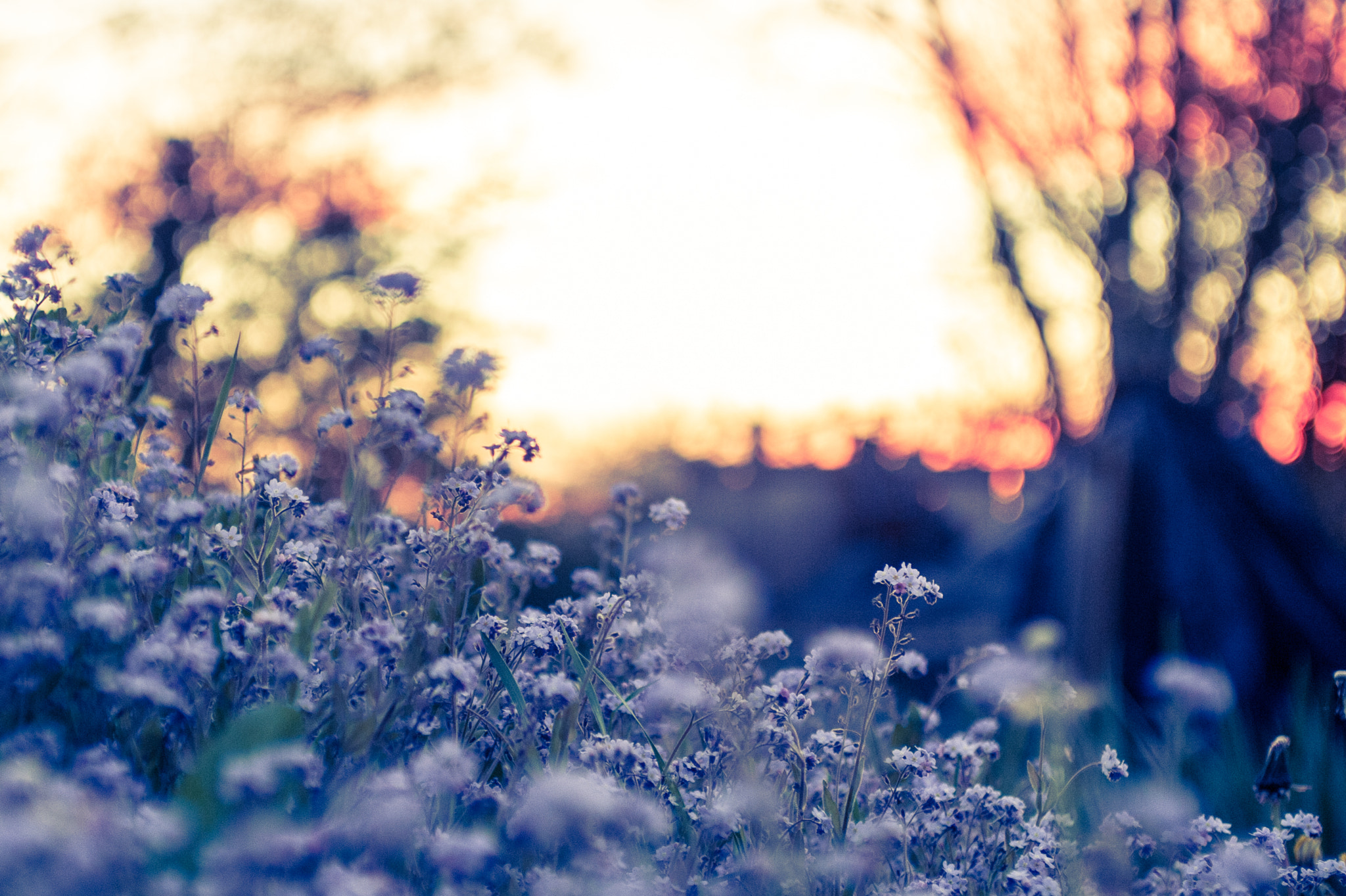 Nikon D700 + AF Zoom-Nikkor 35-70mm f/2.8D sample photo. Violet flowers photography