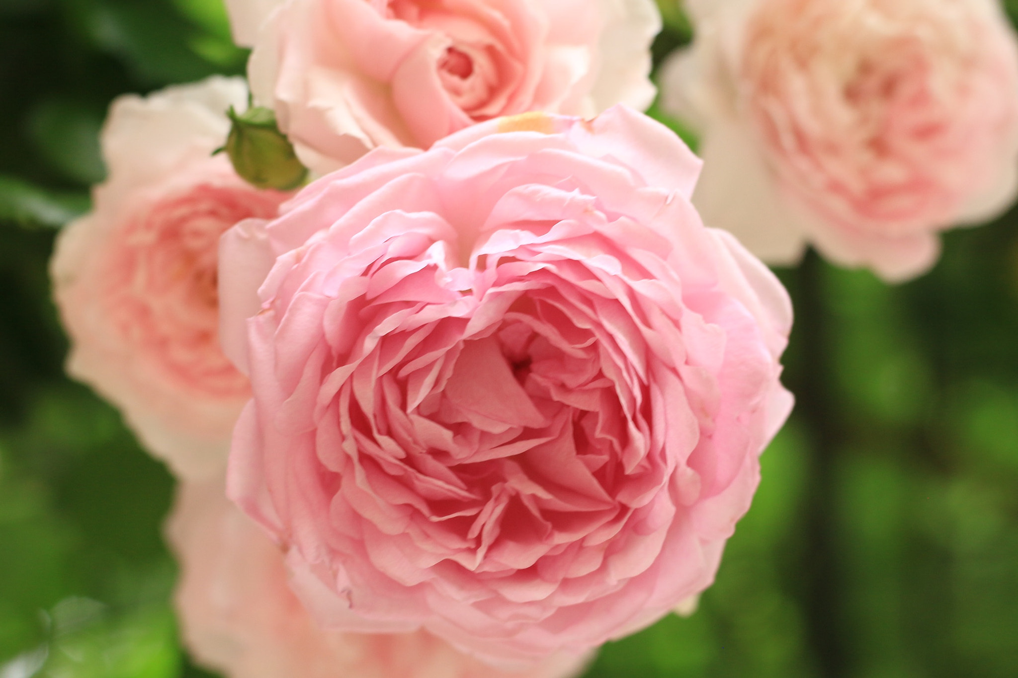 Canon EOS M + Canon EF 50mm F1.8 STM sample photo. Pink rose photography