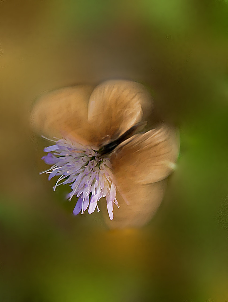 Sony Alpha DSLR-A300 + DT 18-270mm F3.5-6.3 SSM sample photo. Drgający motylek photography
