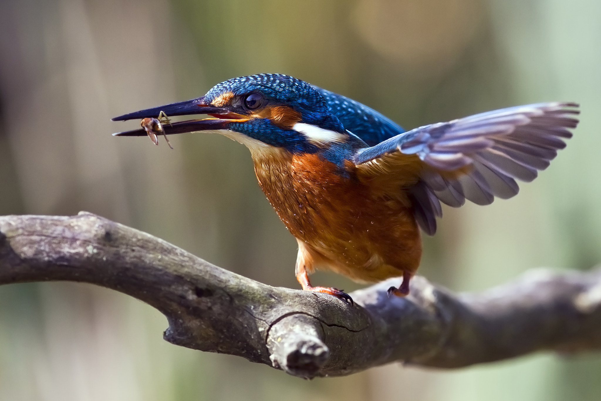 Canon EF 300mm F2.8L IS II USM sample photo. Kingfisher photography
