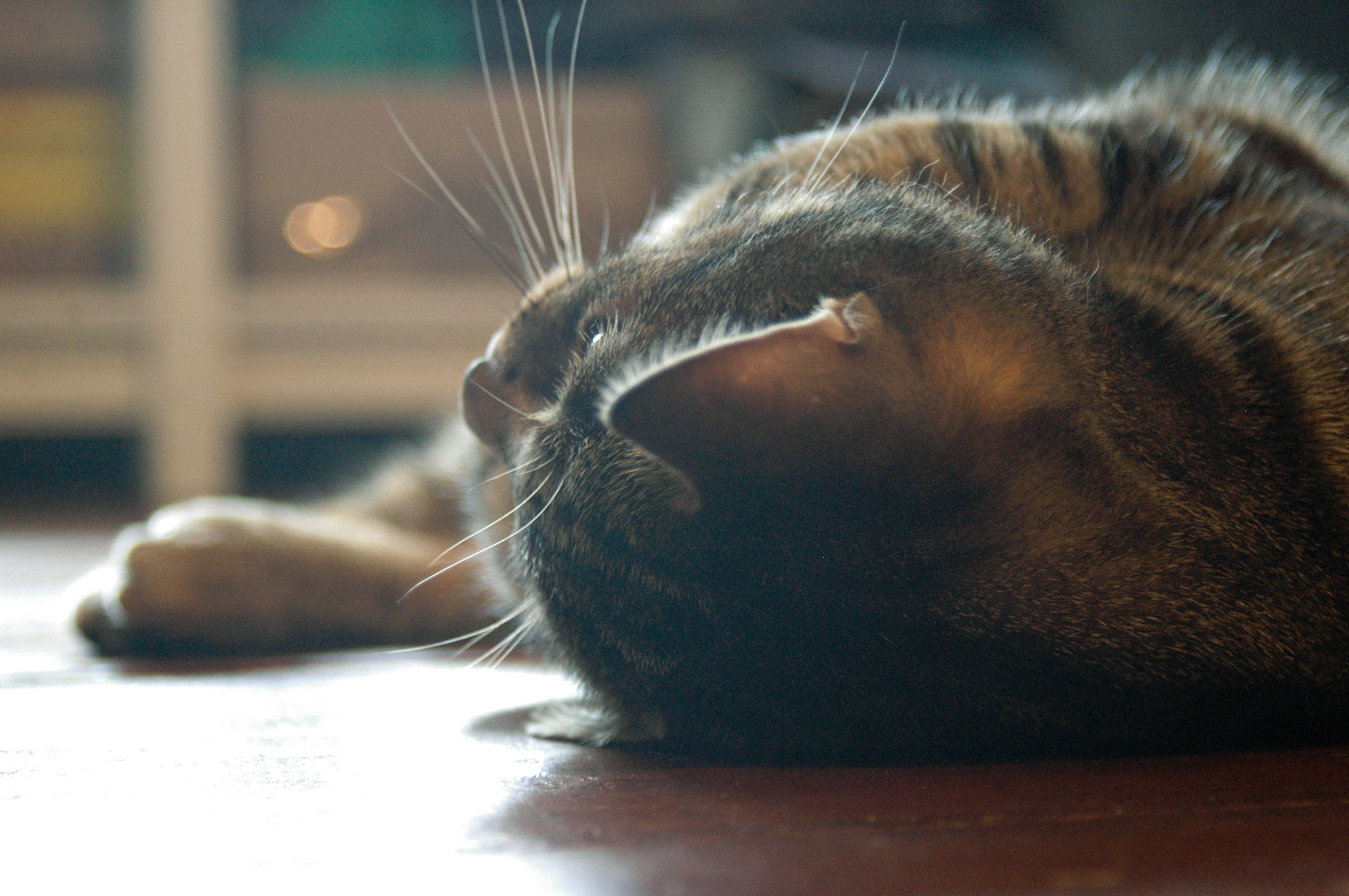 AF Zoom-Nikkor 28-80mm f/3.3-5.6G sample photo. Troogie slutting around photography