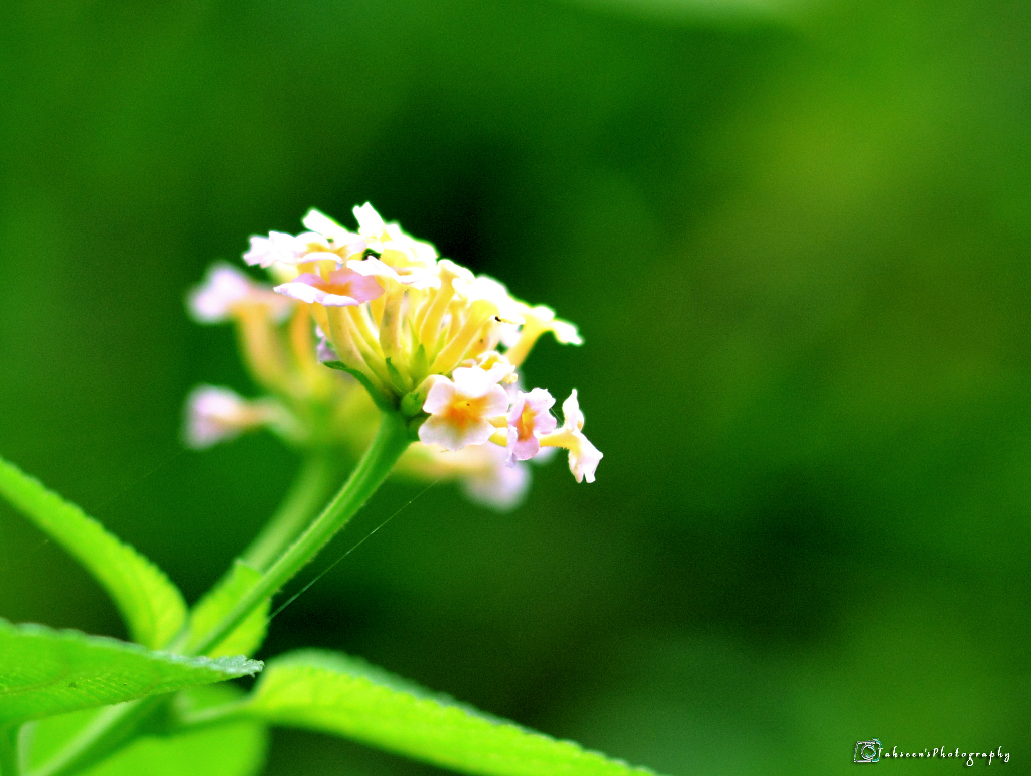Sigma 18-200mm F3.5-6.3 DC sample photo. Unknown photography