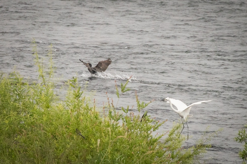 Canon EOS-1D X Mark II sample photo. An egret and a cormorant photography
