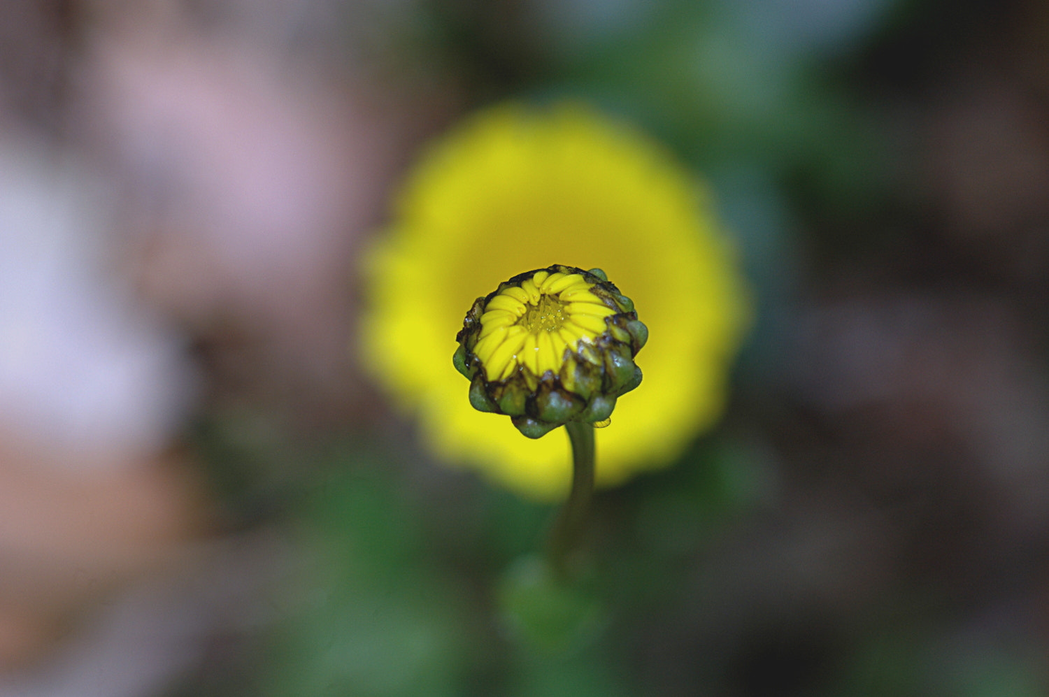Nikon D70s + Sigma Macro 90mm F2.8 sample photo. A photography
