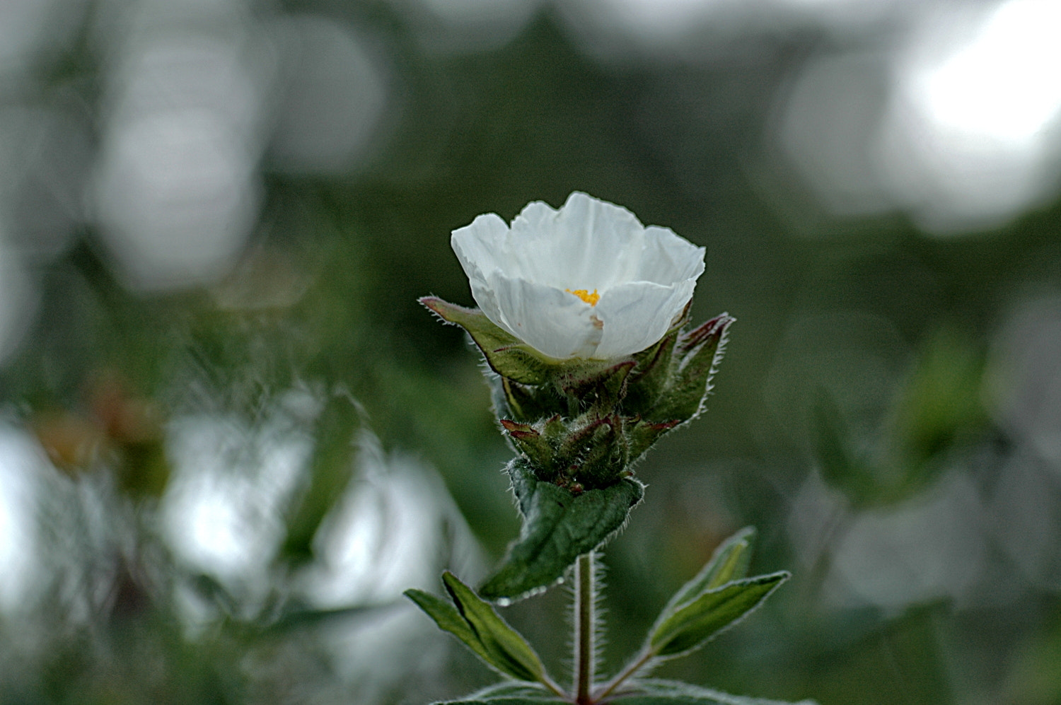 Sigma Macro 90mm F2.8 sample photo. A photography