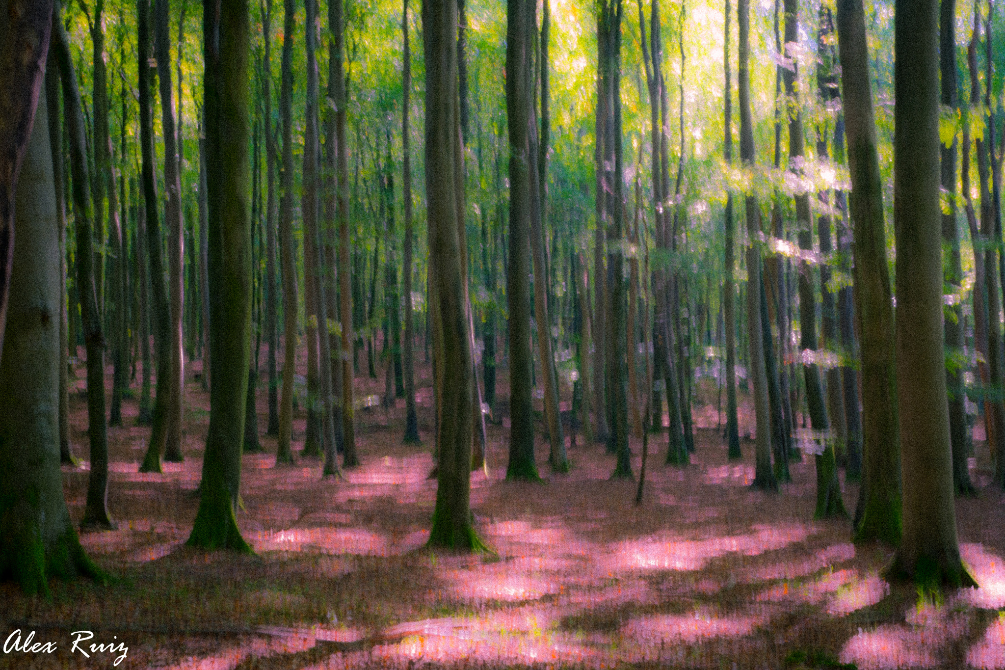 Sony a99 II + Sony 28-75mm F2.8 SAM sample photo. Wald (von ) photography