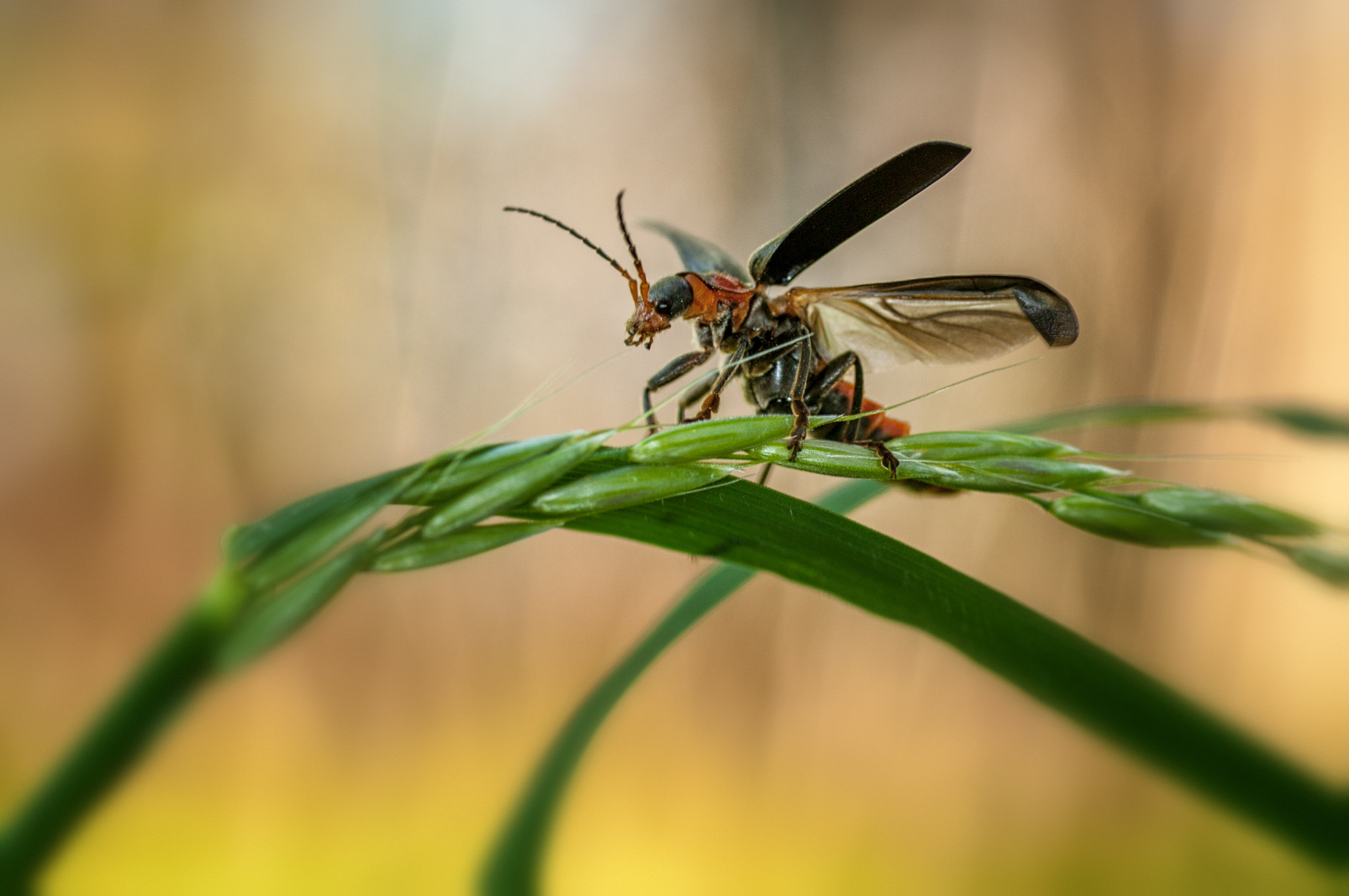 Pentax K20D + Sigma sample photo. Ready for takeoff photography