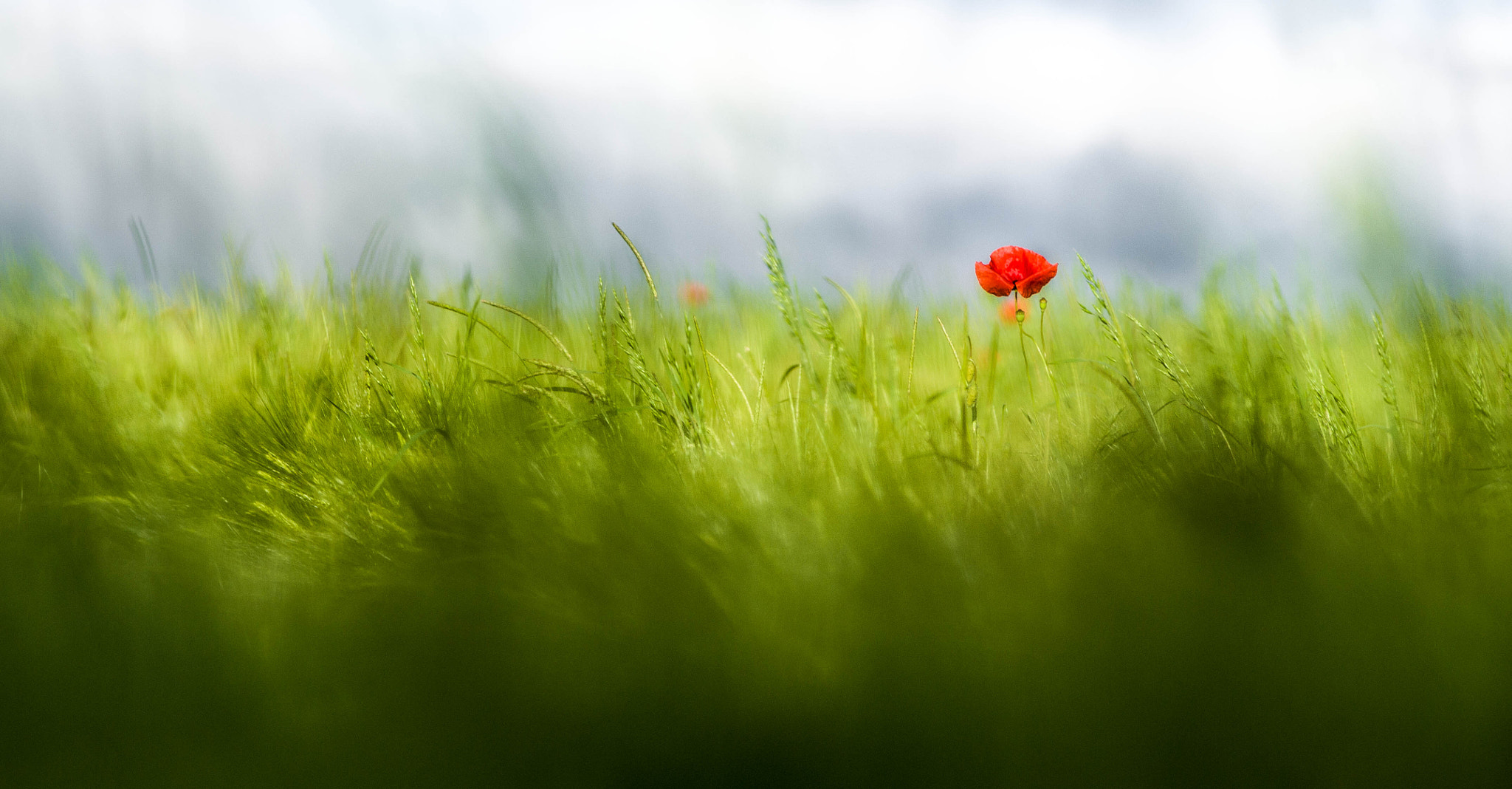 AF-S Zoom-Nikkor 80-200mm f/2.8D IF-ED sample photo. Red weed photography