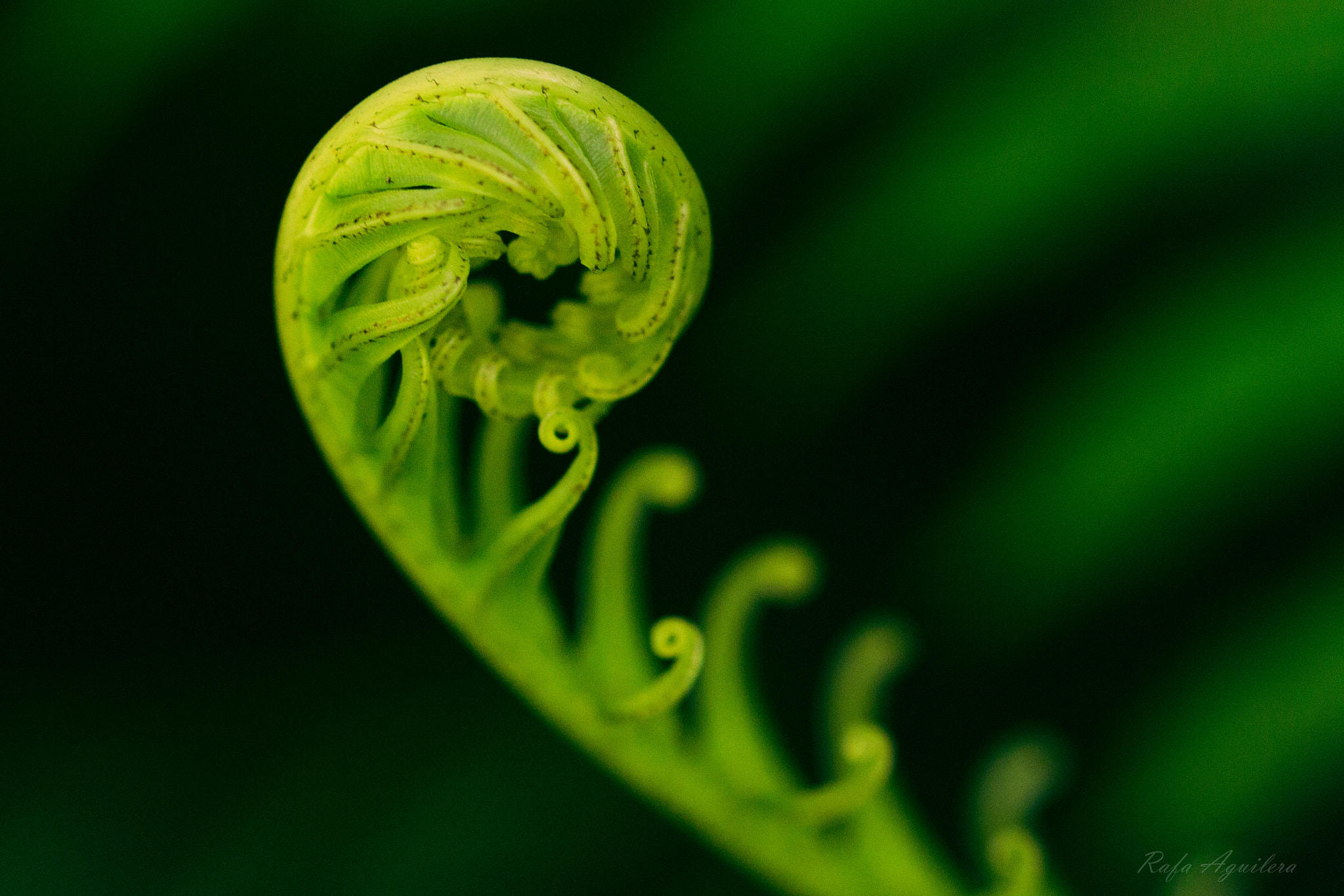 Sigma 105mm F2.8 EX DG OS HSM sample photo. Awakening photography