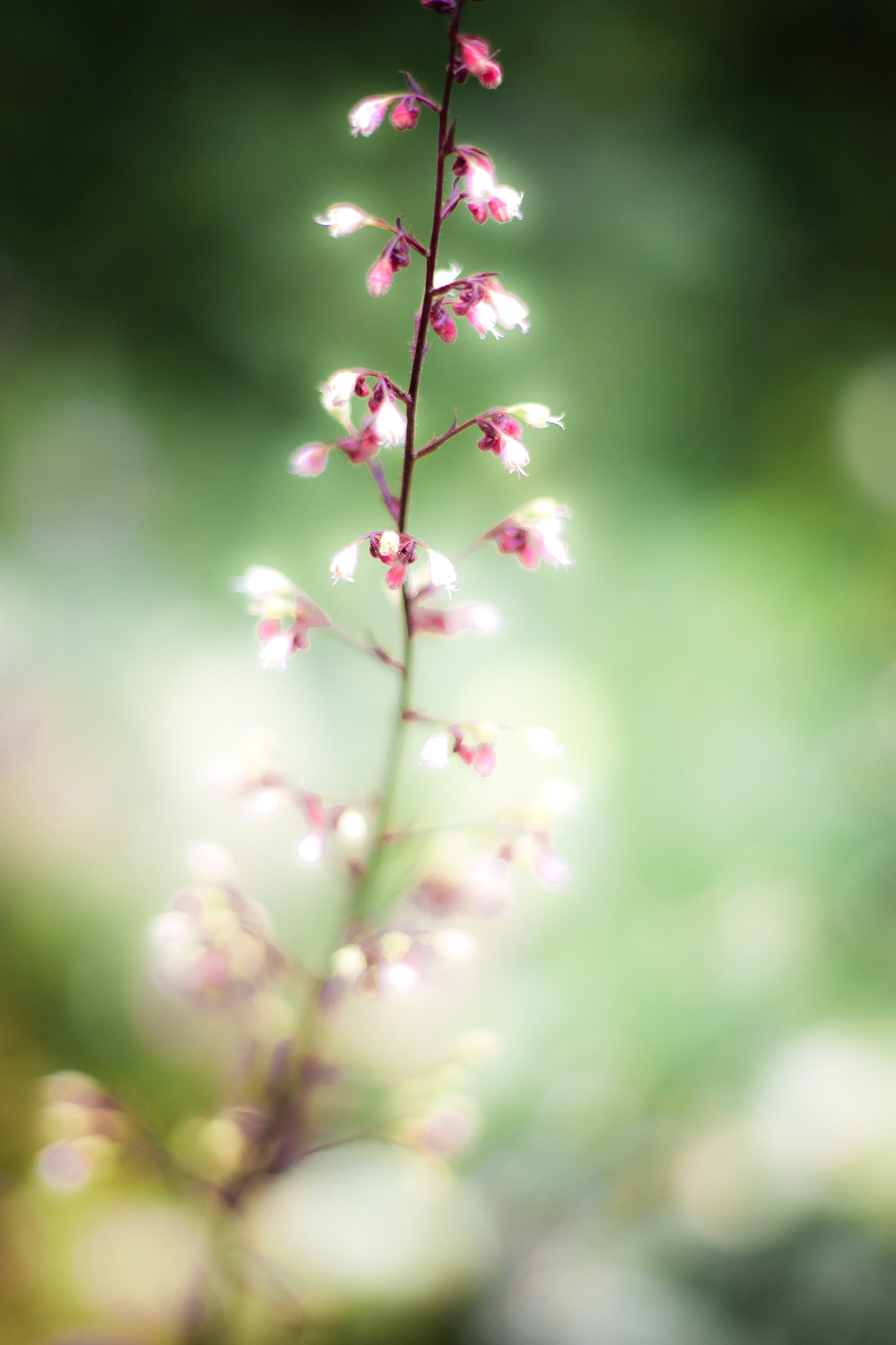 Canon EOS 100D (EOS Rebel SL1 / EOS Kiss X7) sample photo. Heuchera photography