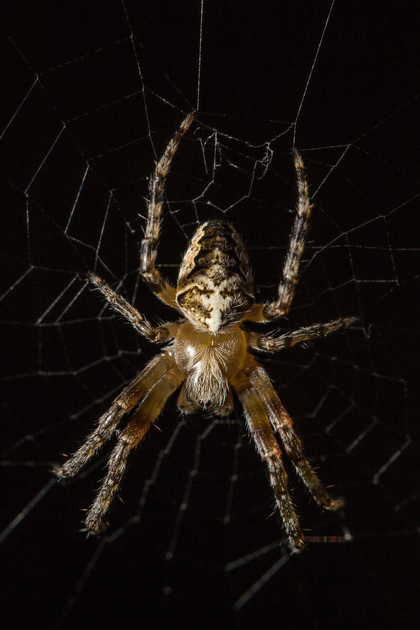 Canon EF 100mm F2.8L Macro IS USM sample photo. Hanging web photography