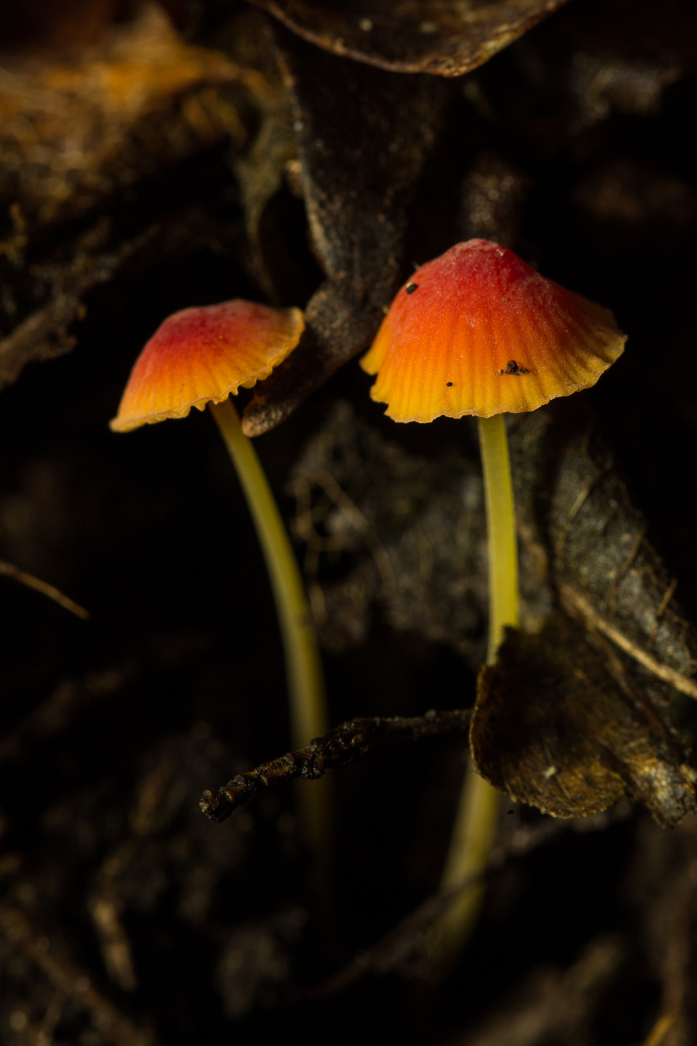 Canon EF 100mm F2.8L Macro IS USM sample photo. Twin peaks photography