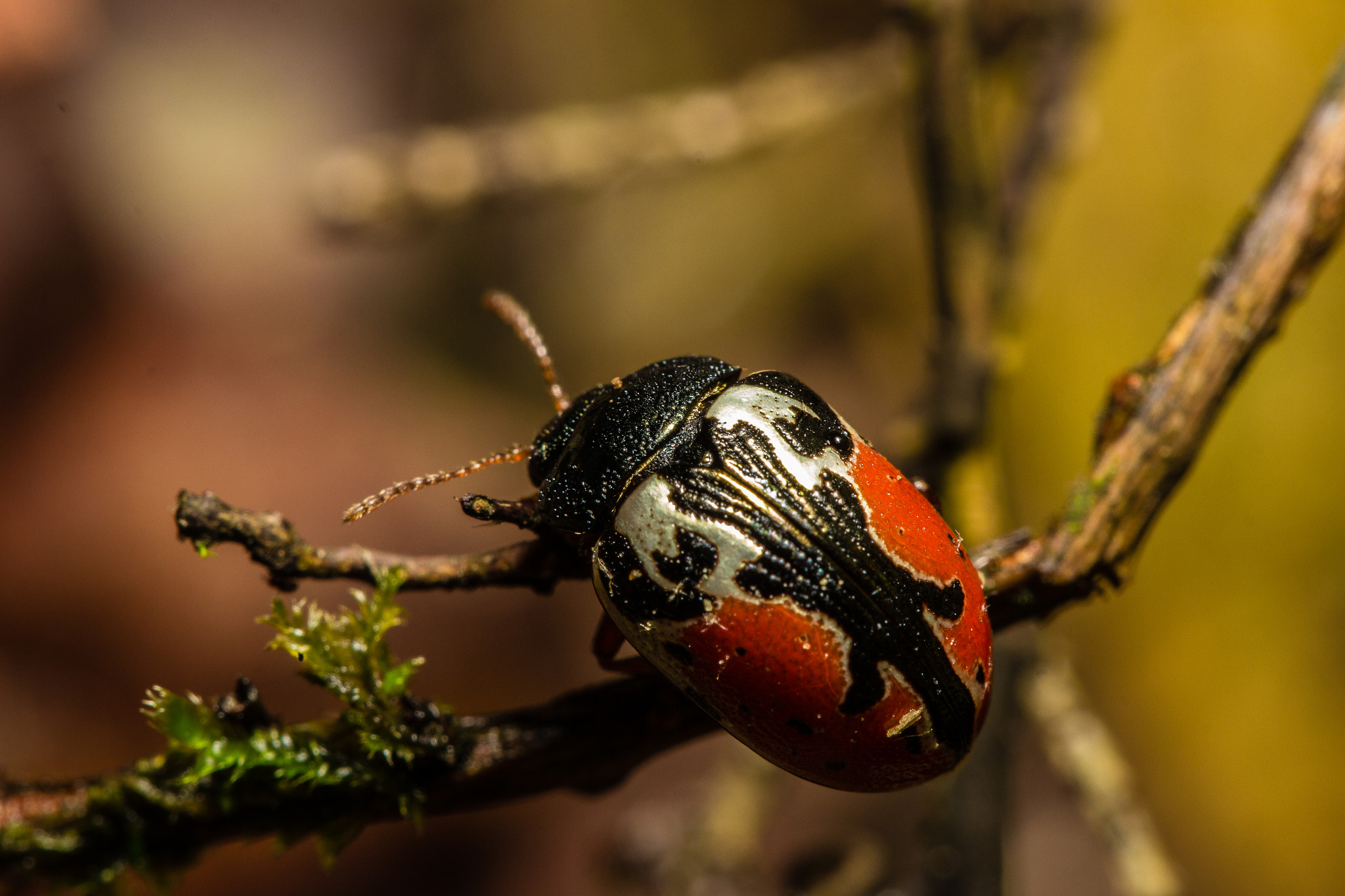 Canon EF 100mm F2.8L Macro IS USM sample photo. Painted armor photography