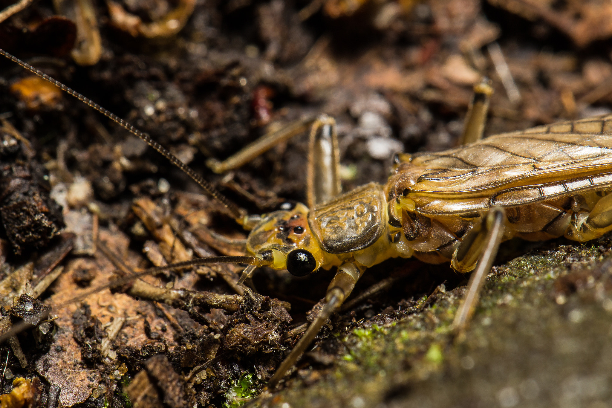 Canon EF 100mm F2.8L Macro IS USM sample photo. Creepy crawly photography