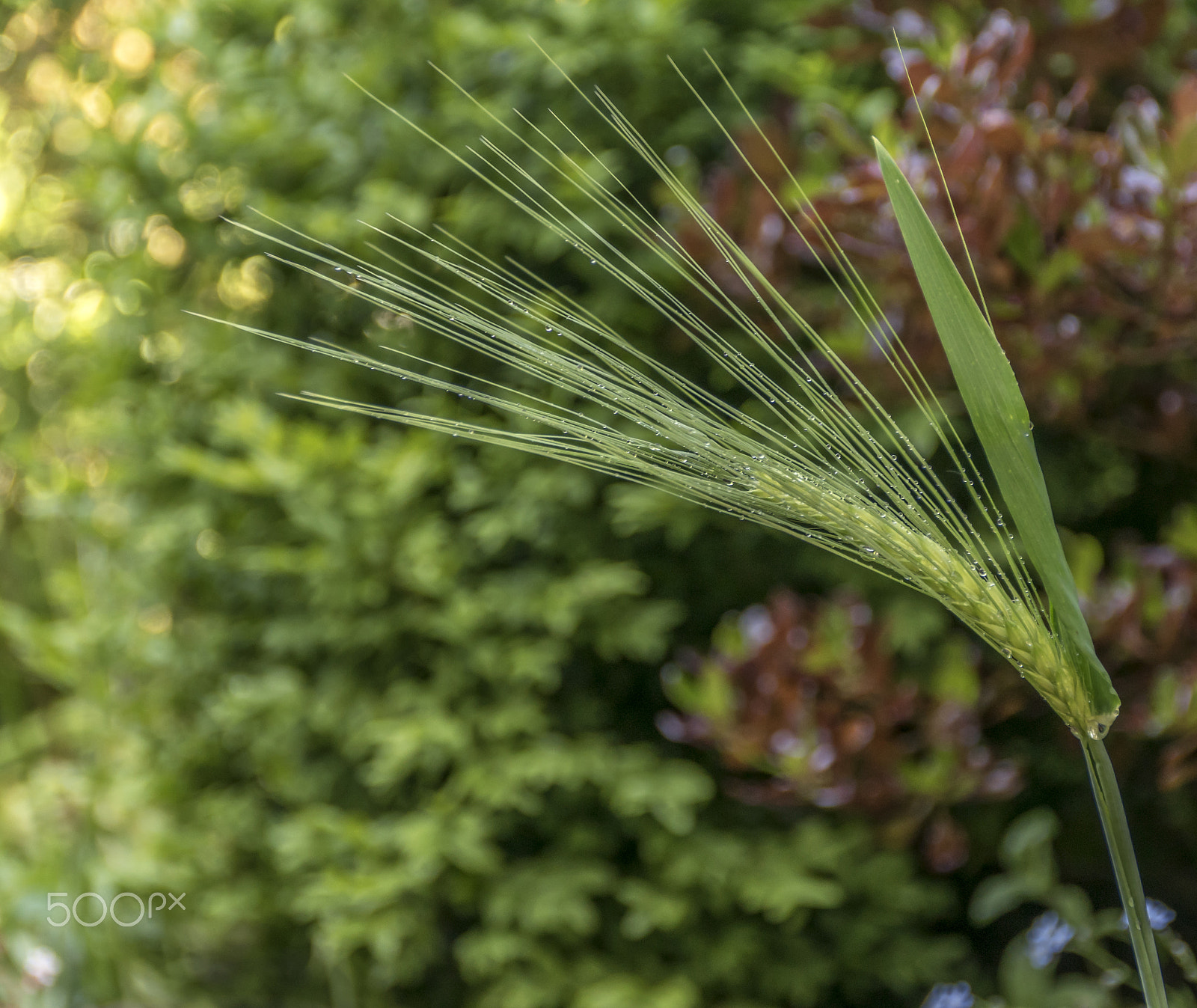 Sony ILCA-77M2 + Tamron AF 28-105mm F4-5.6 [IF] sample photo. Ear photography
