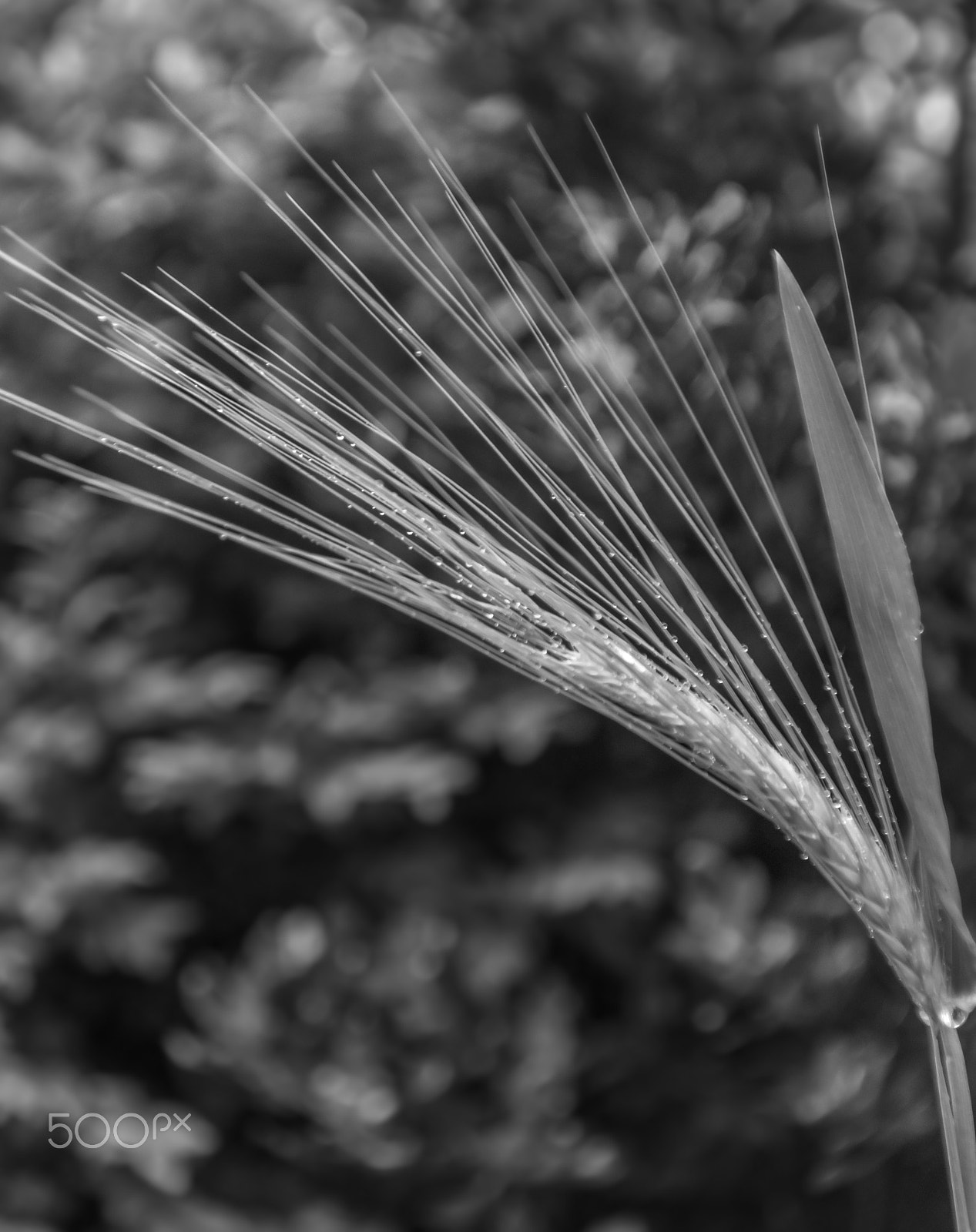 Sony ILCA-77M2 sample photo. Ear bw photography