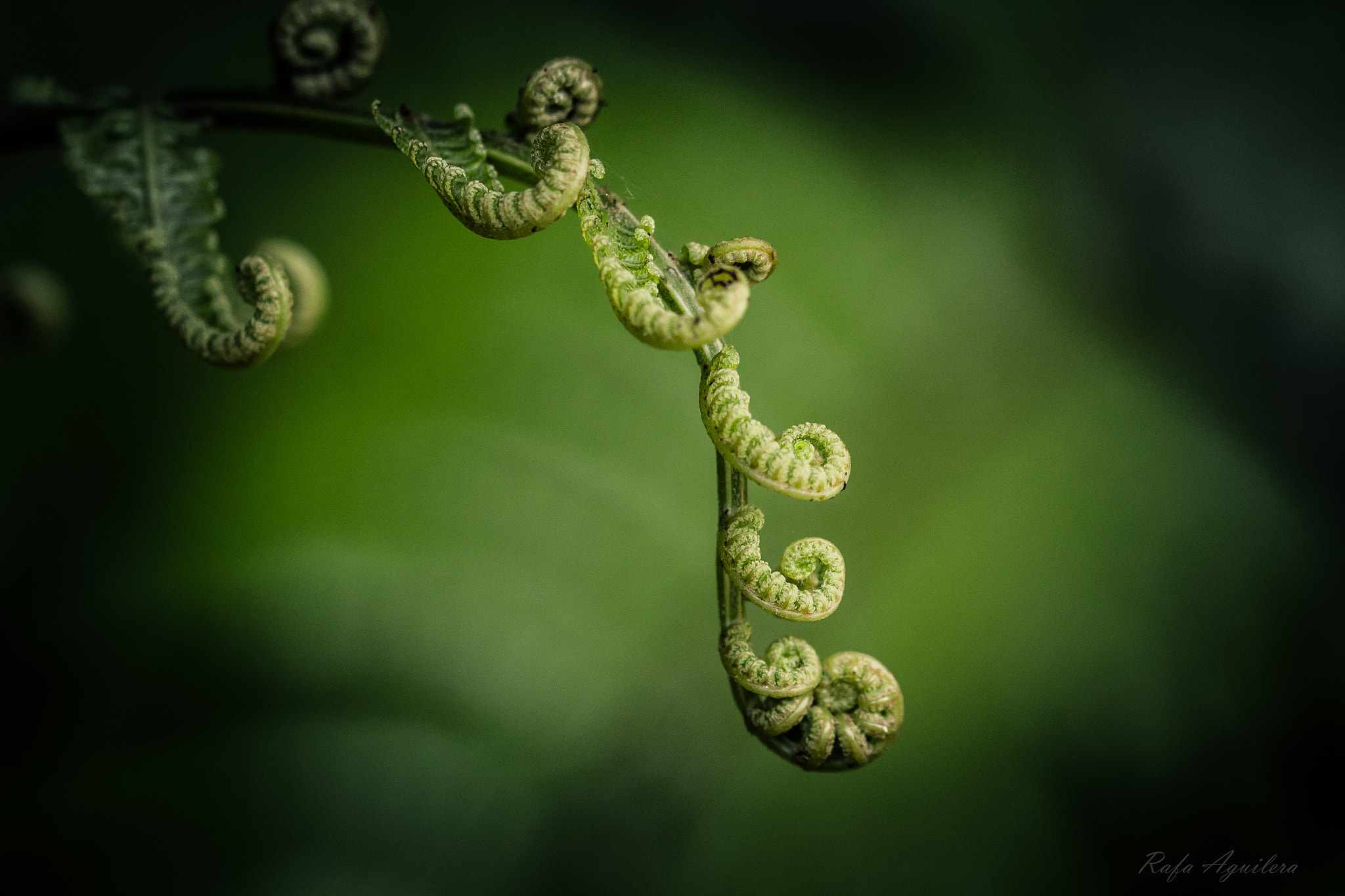 Sigma 105mm F2.8 EX DG OS HSM sample photo. New life photography
