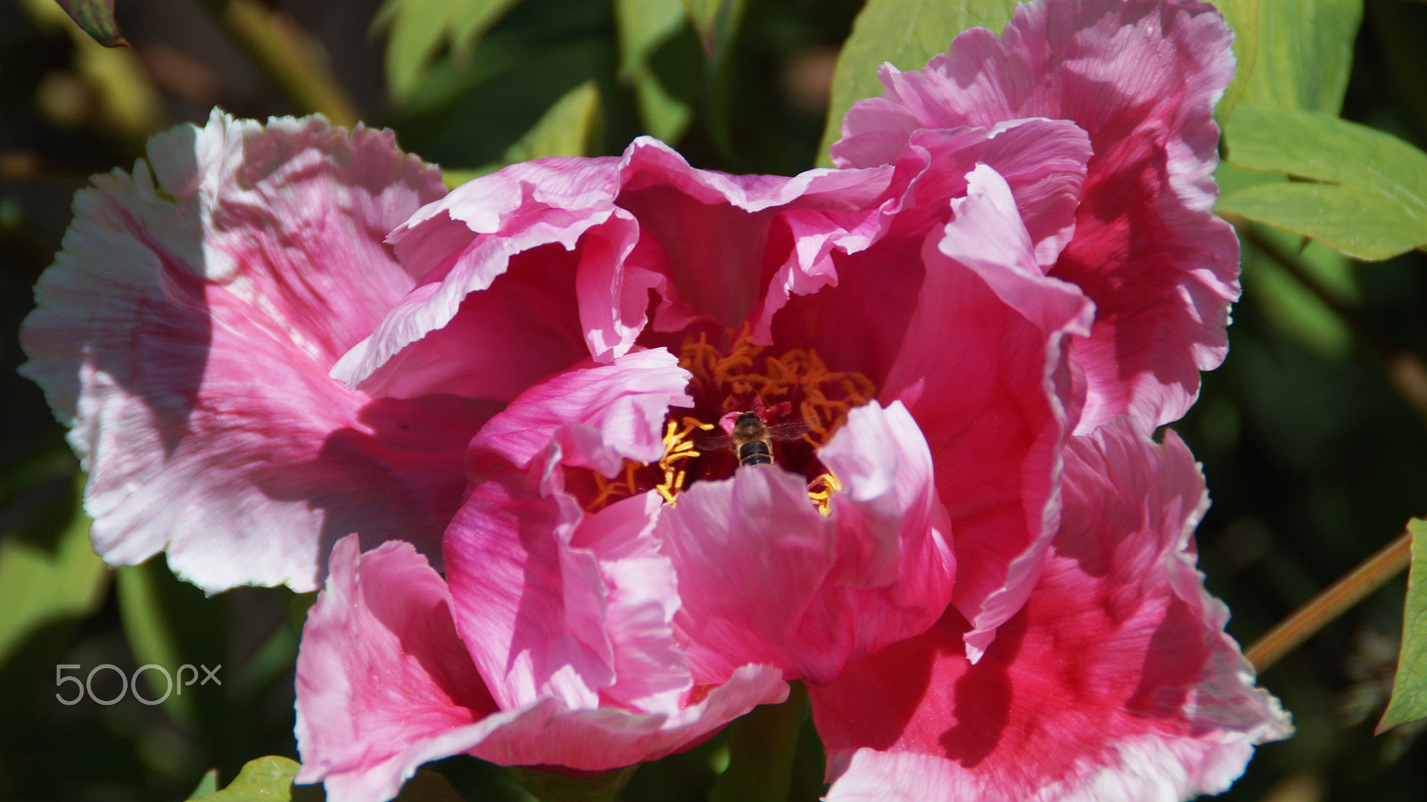 Sony DT 18-200mm F3.5-6.3 sample photo. | peony | photography
