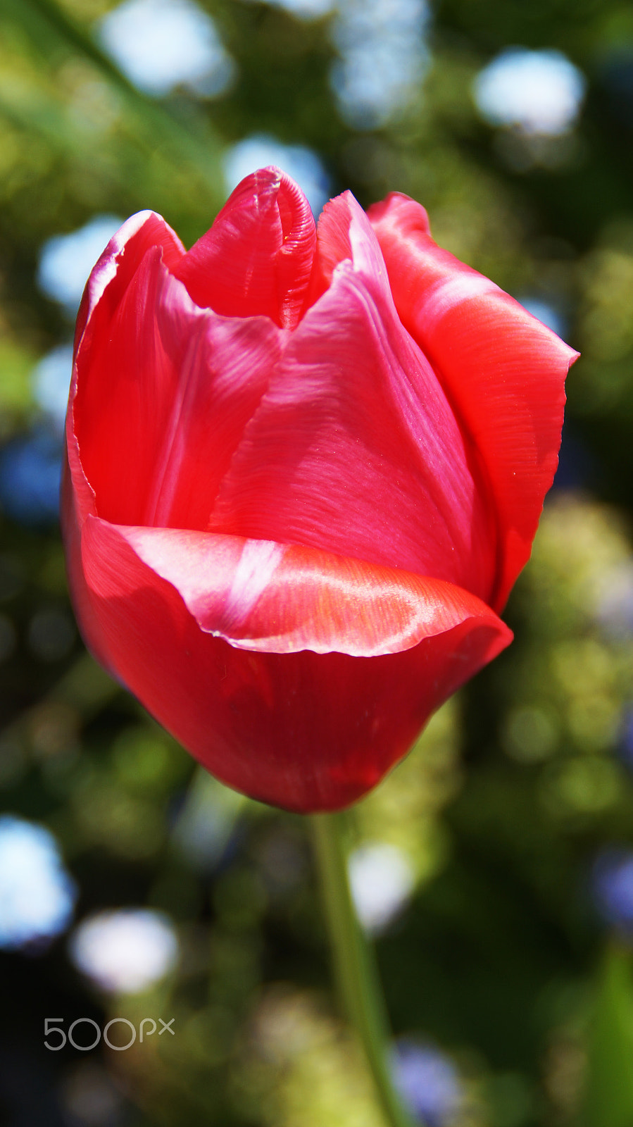 Sony DT 18-200mm F3.5-6.3 sample photo. | tulip | photography