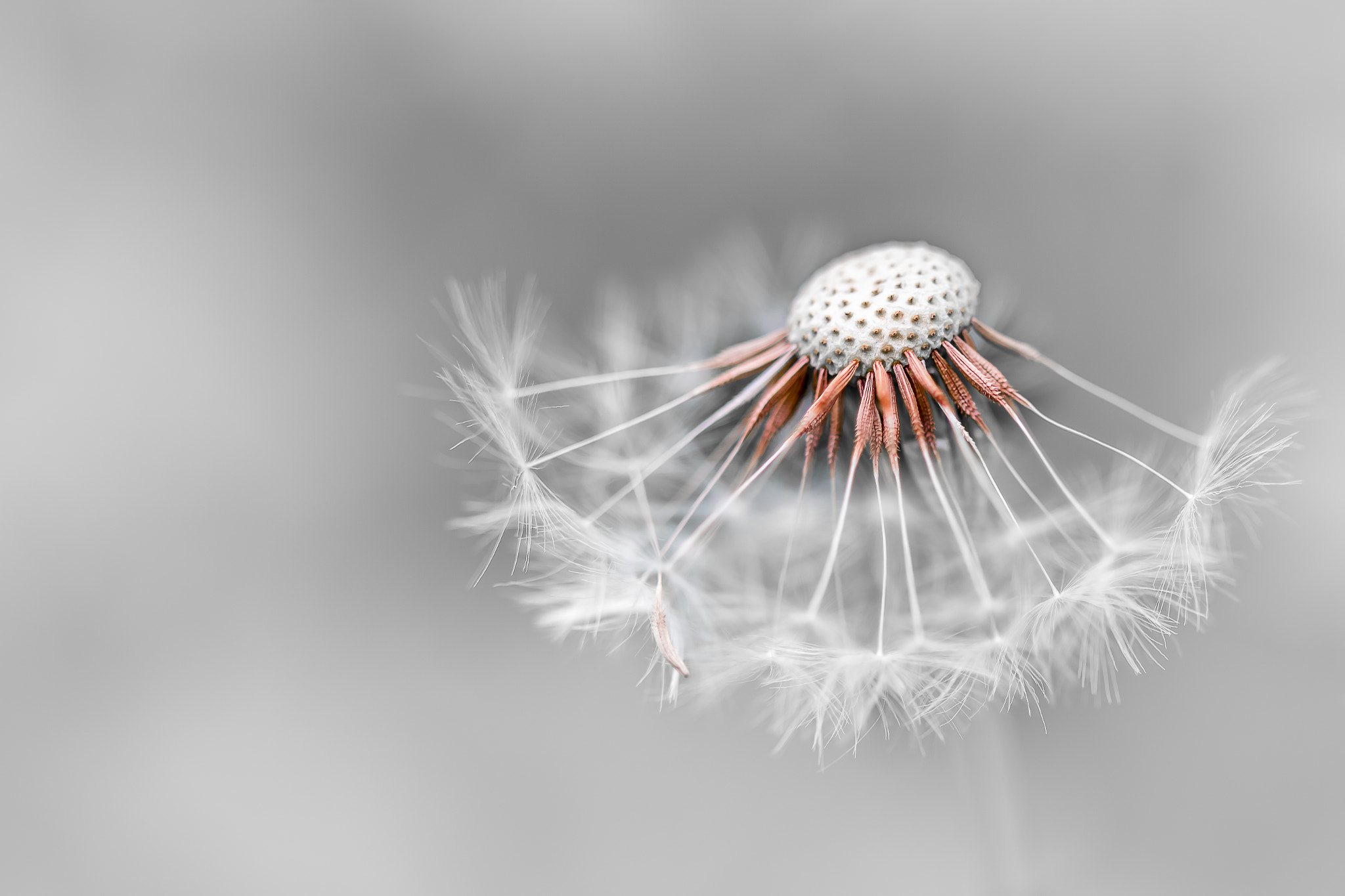Canon EF 100mm F2.8 Macro USM sample photo. Dandelion photography