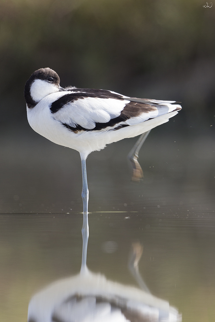 Canon EF 500mm F4L IS II USM sample photo. Pied avocet photography