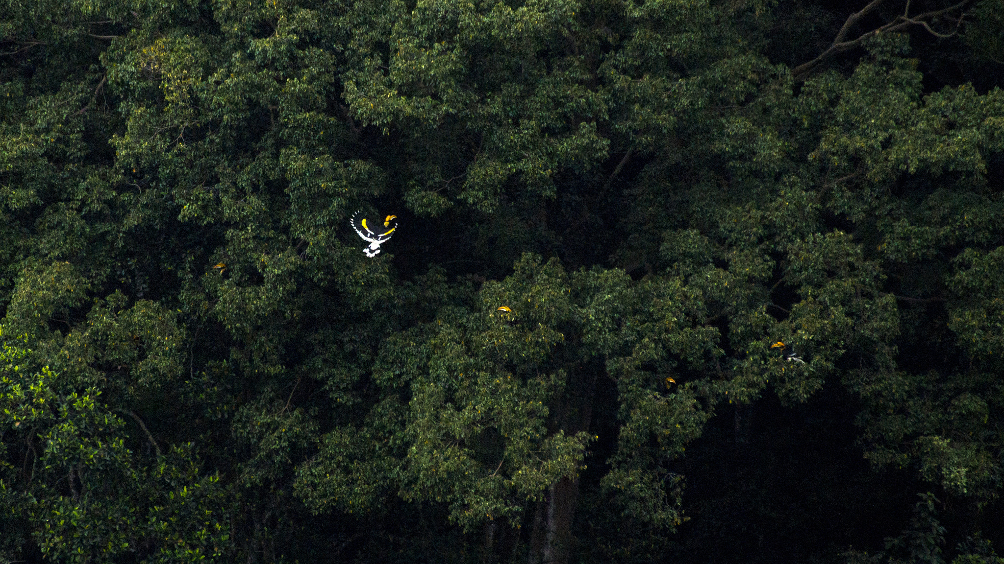 Sony DT 55-300mm F4.5-5.6 SAM sample photo. Hornbill scape  photography