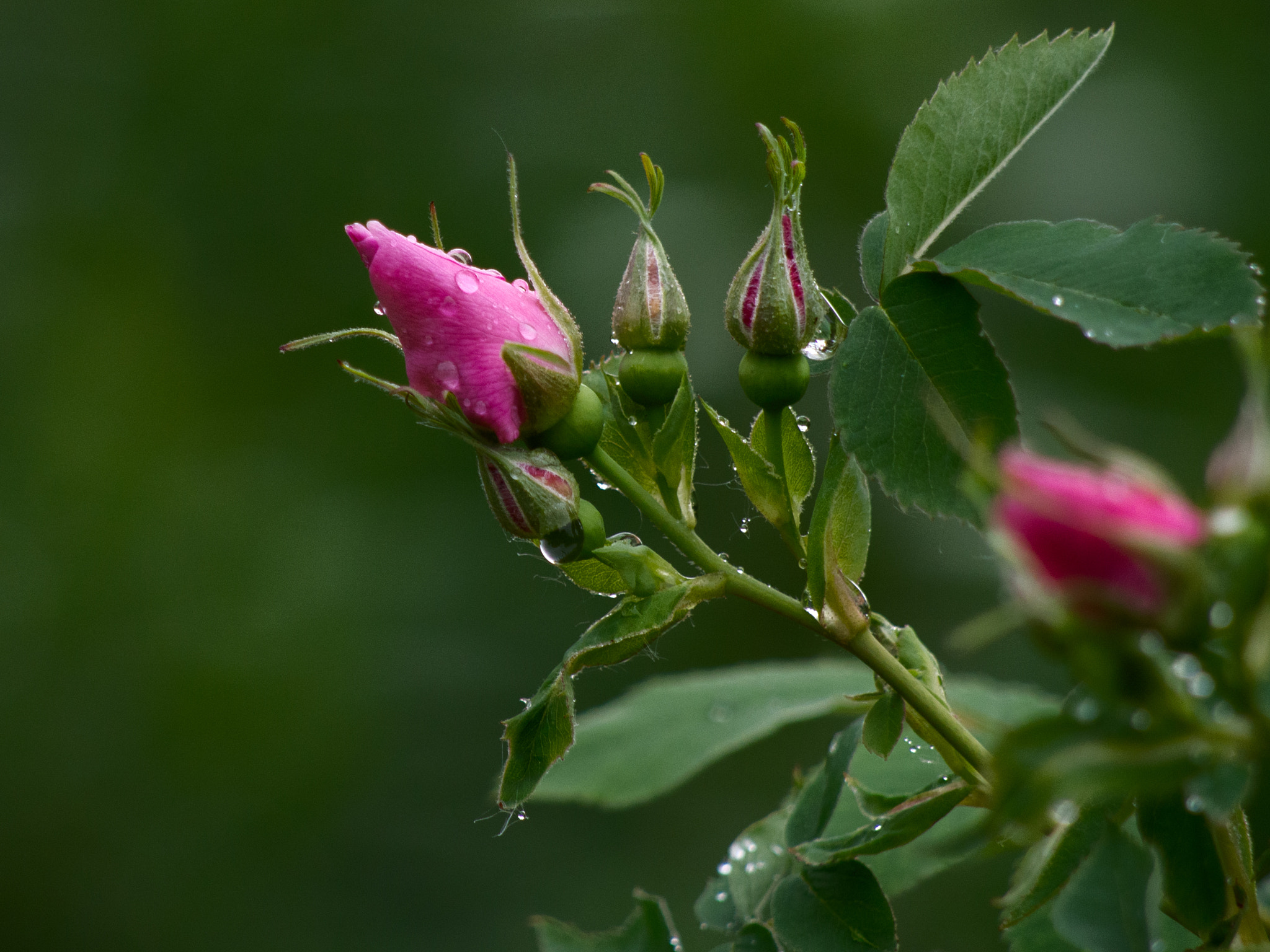 Olympus OM-D E-M5 + Panasonic Lumix G Vario 45-200mm F4-5.6 OIS sample photo. Smooth wild rose photography