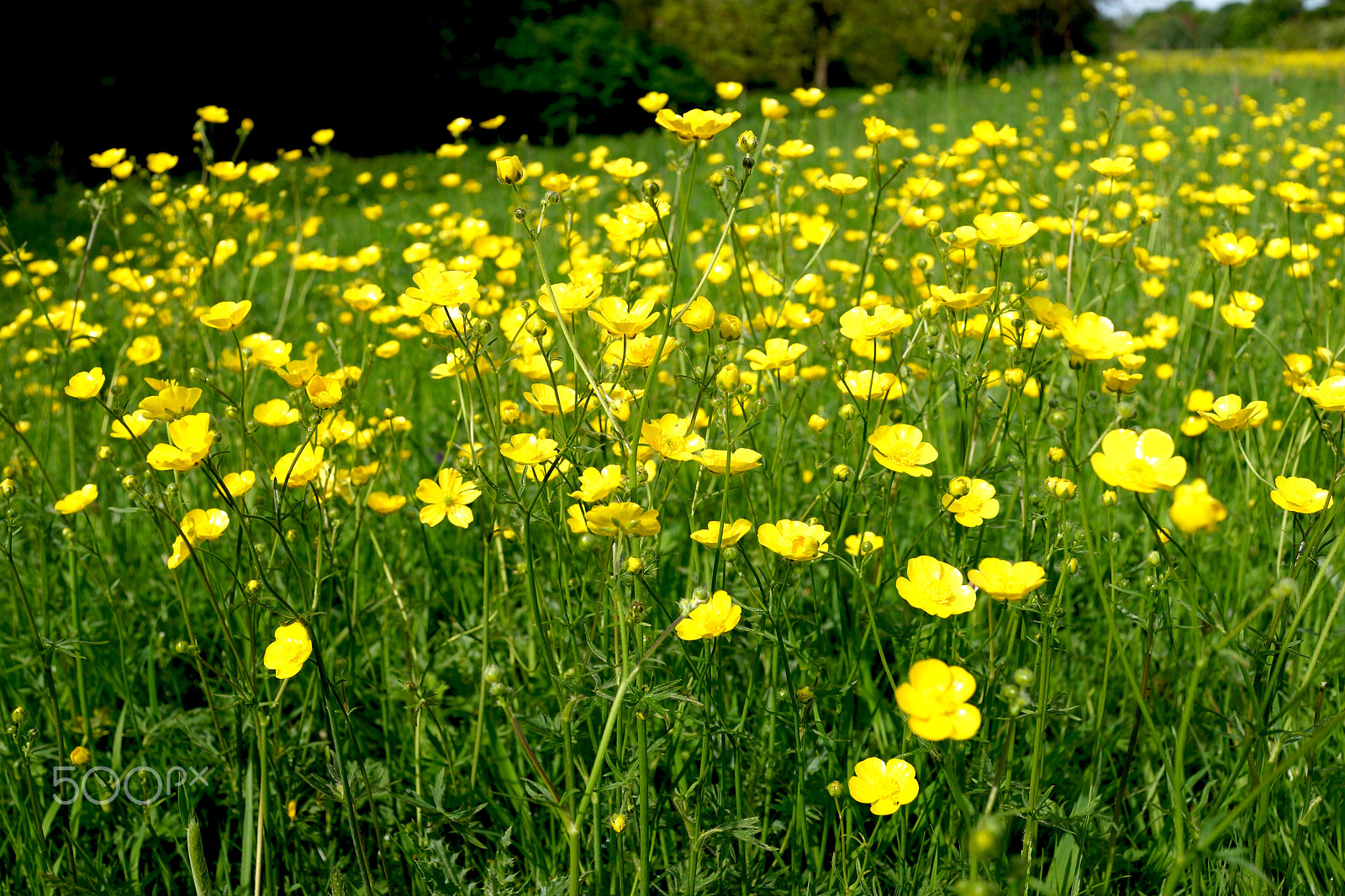 Sony Cyber-shot DSC-RX1R + Sony 35mm F2.0 sample photo. Buttercups photography