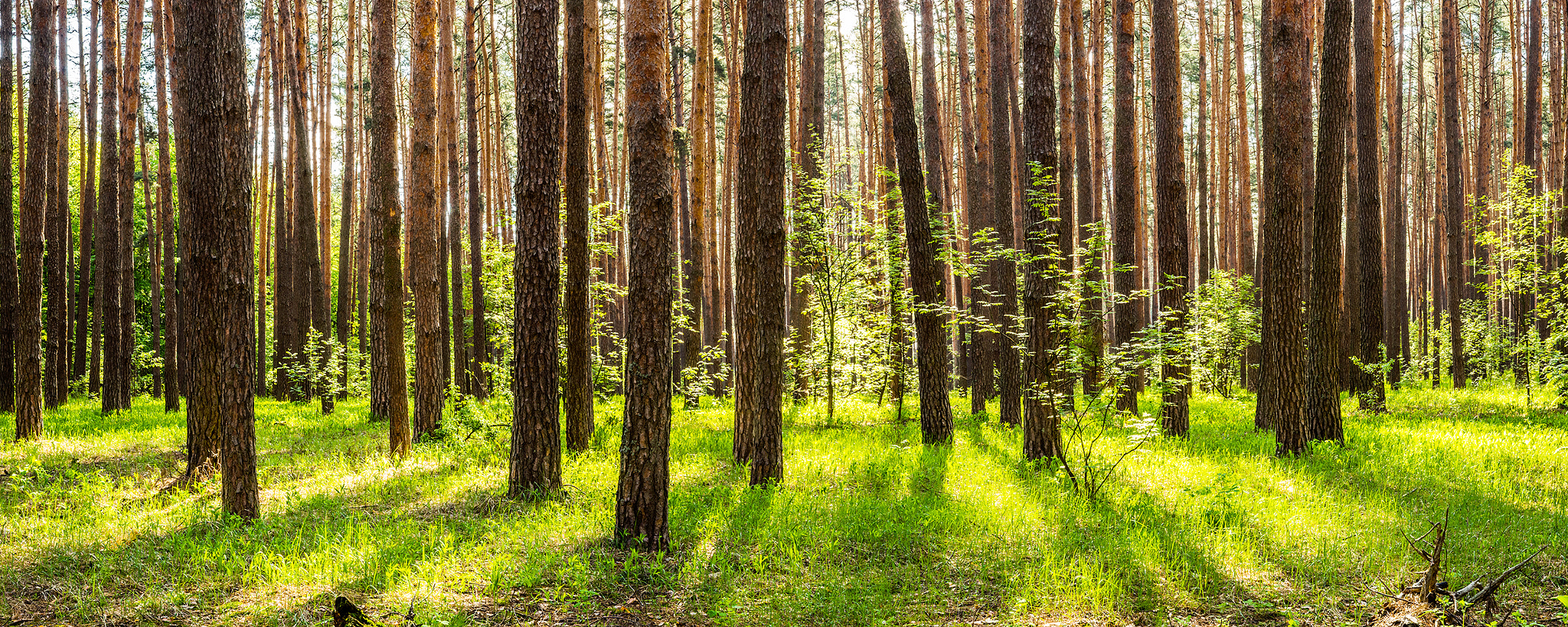 Sony Alpha a99 sample photo. Pine forest photography