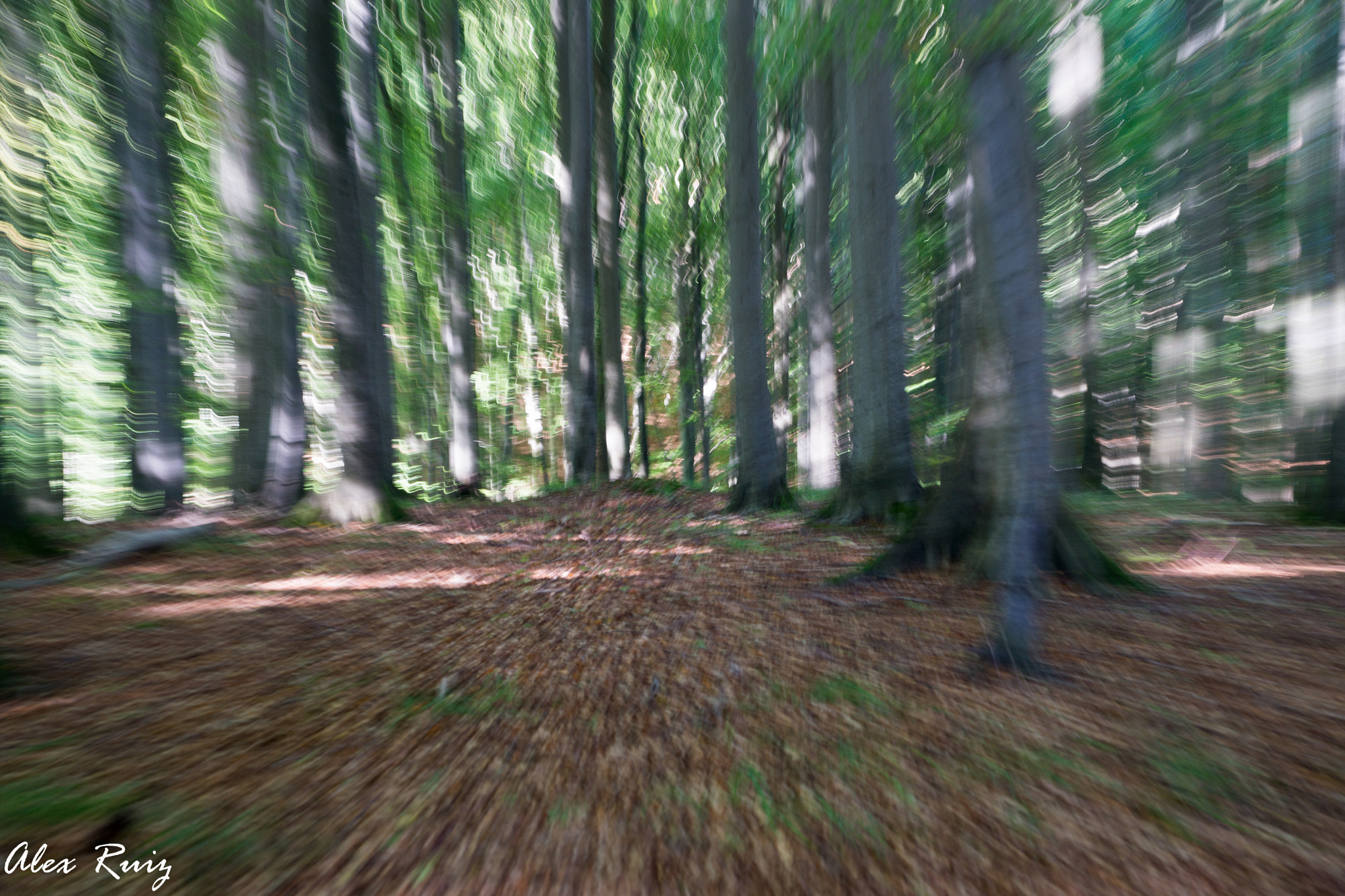 Sony a99 II + Sony 28-75mm F2.8 SAM sample photo. Wald 3 photography