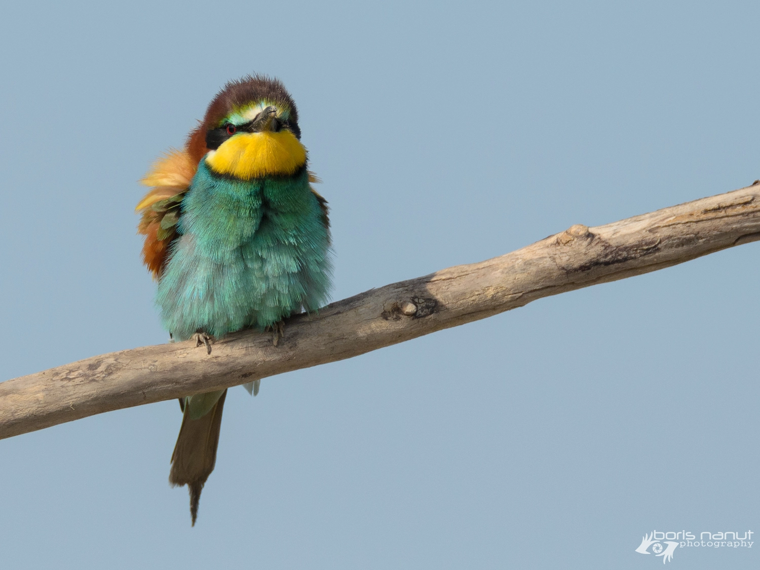 Sigma 150-600mm F5-6.3 DG OS HSM | S sample photo. Angry birds photography