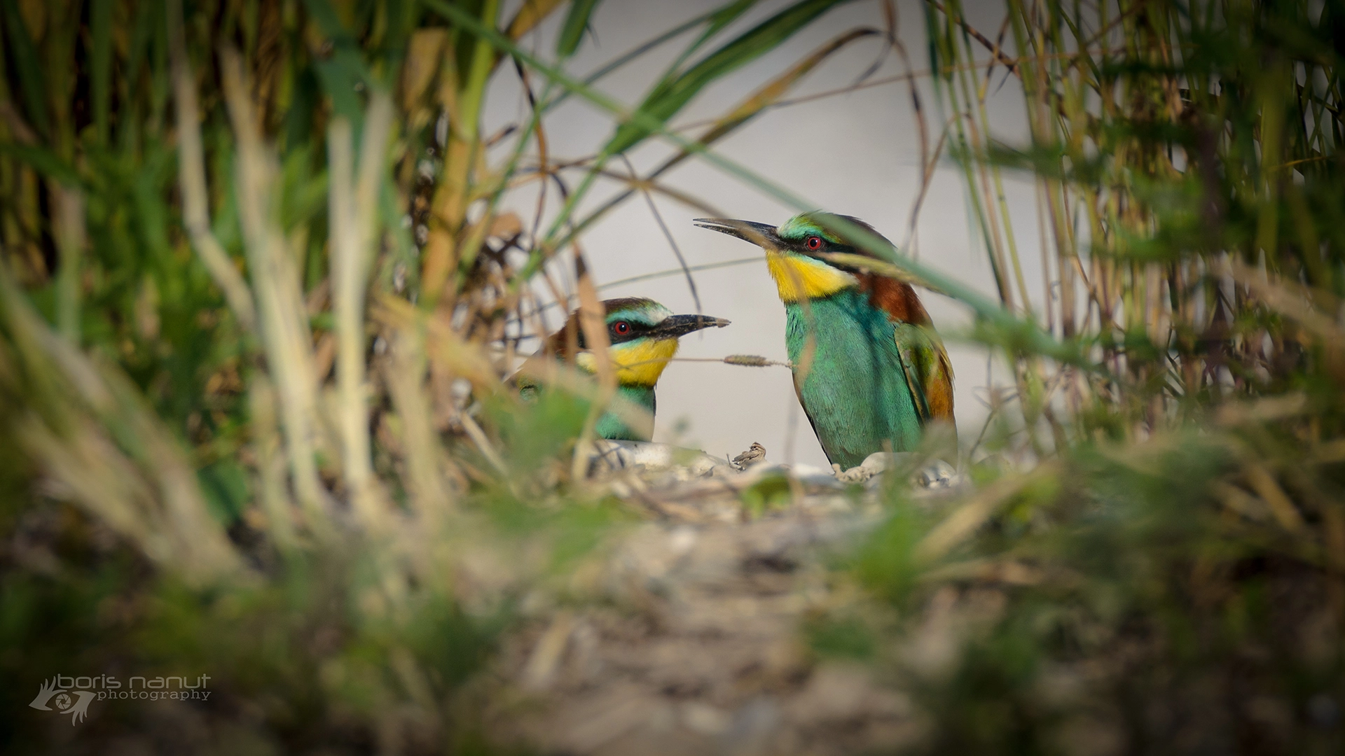 Sigma 150-600mm F5-6.3 DG OS HSM | S sample photo. Angry birds photography