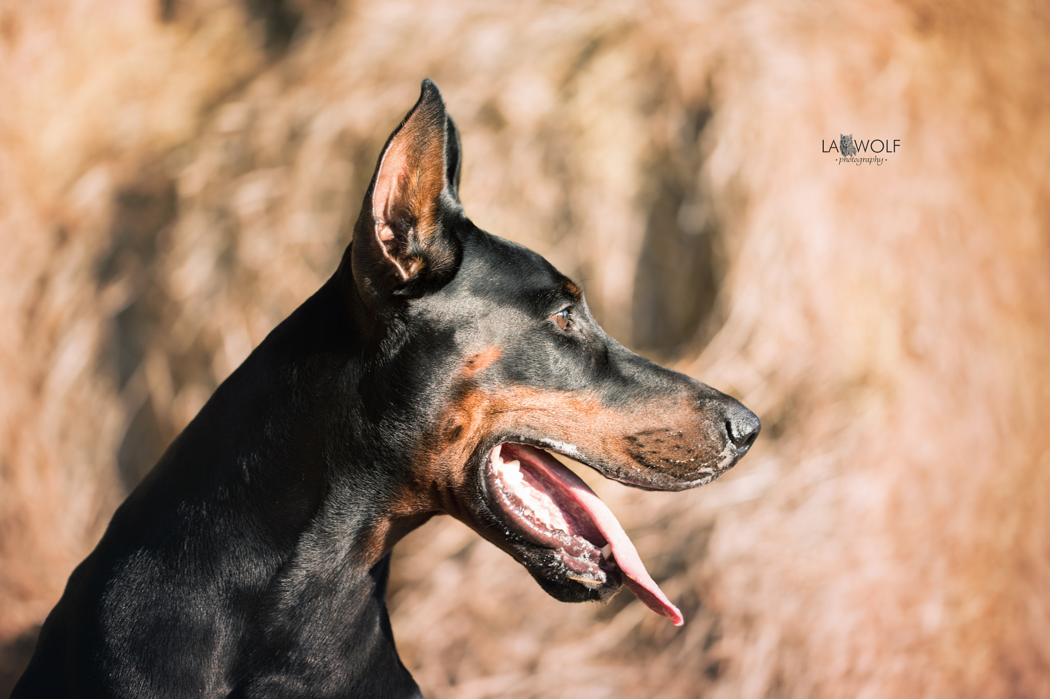 Nikon D5 sample photo. Portrait of #shantithedoberman photography