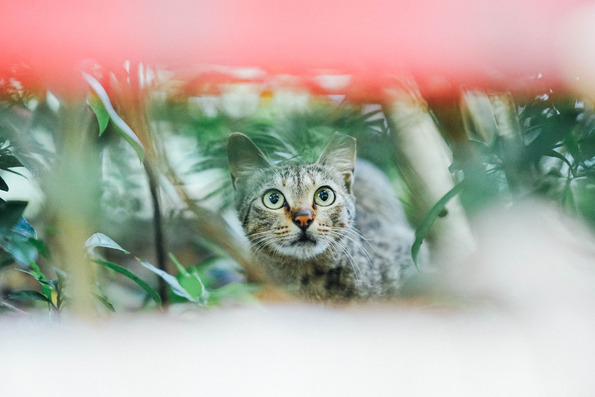 Sony a7 + Sony FE 85mm F1.4 GM sample photo. Hide photography