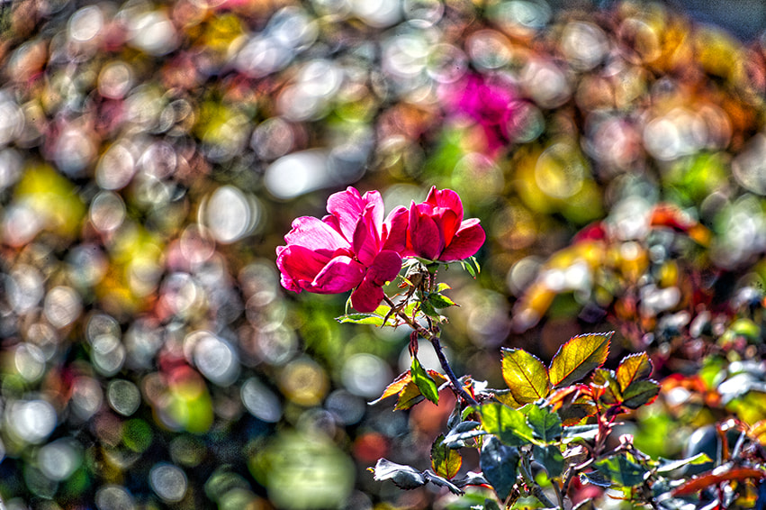 Nikon D3S sample photo. Red roses photography
