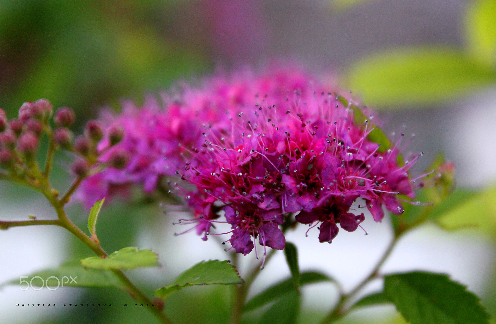 Canon EF-S 18-55mm F3.5-5.6 IS sample photo. We can talk... photography