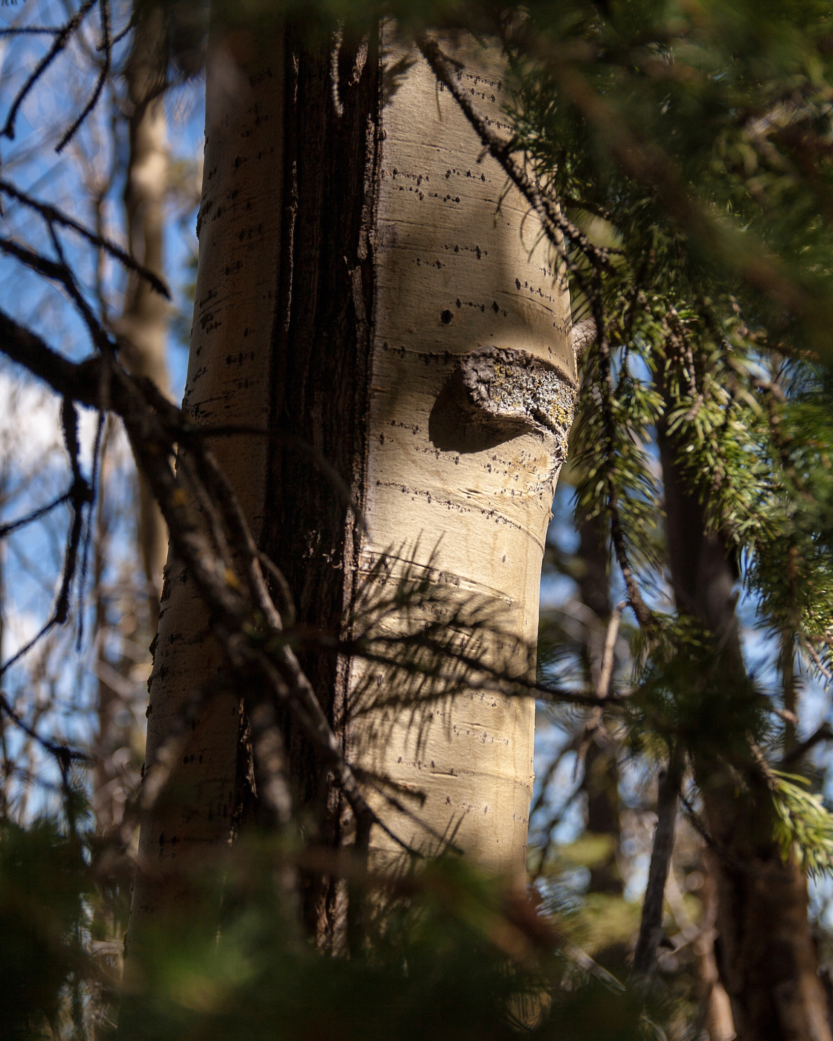 Canon EOS 30D sample photo. Aspen through the pines - windsor trail, pecos wilderness, new mexico photography