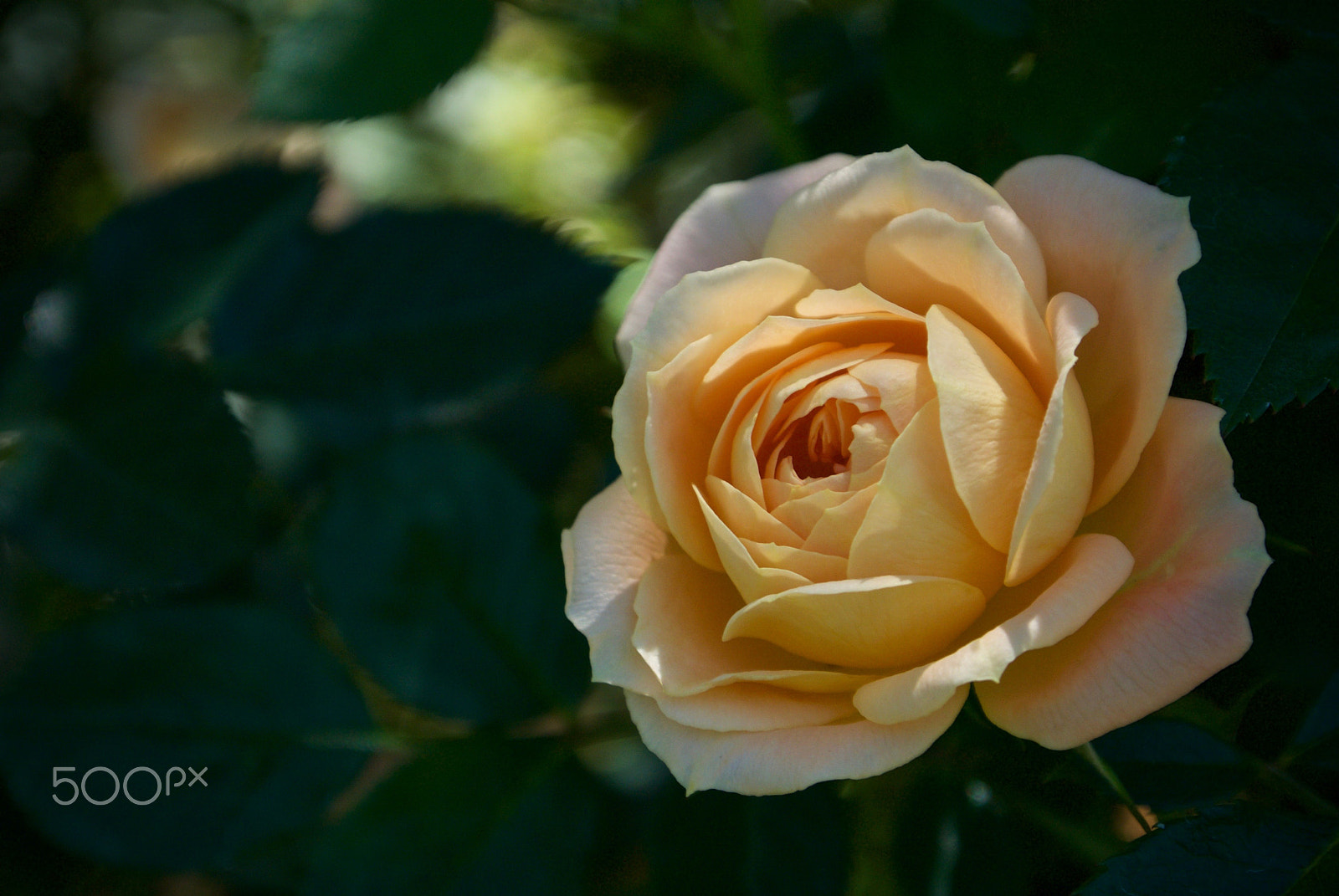 Nikon 1 J2 sample photo. Pale yellow rose photography