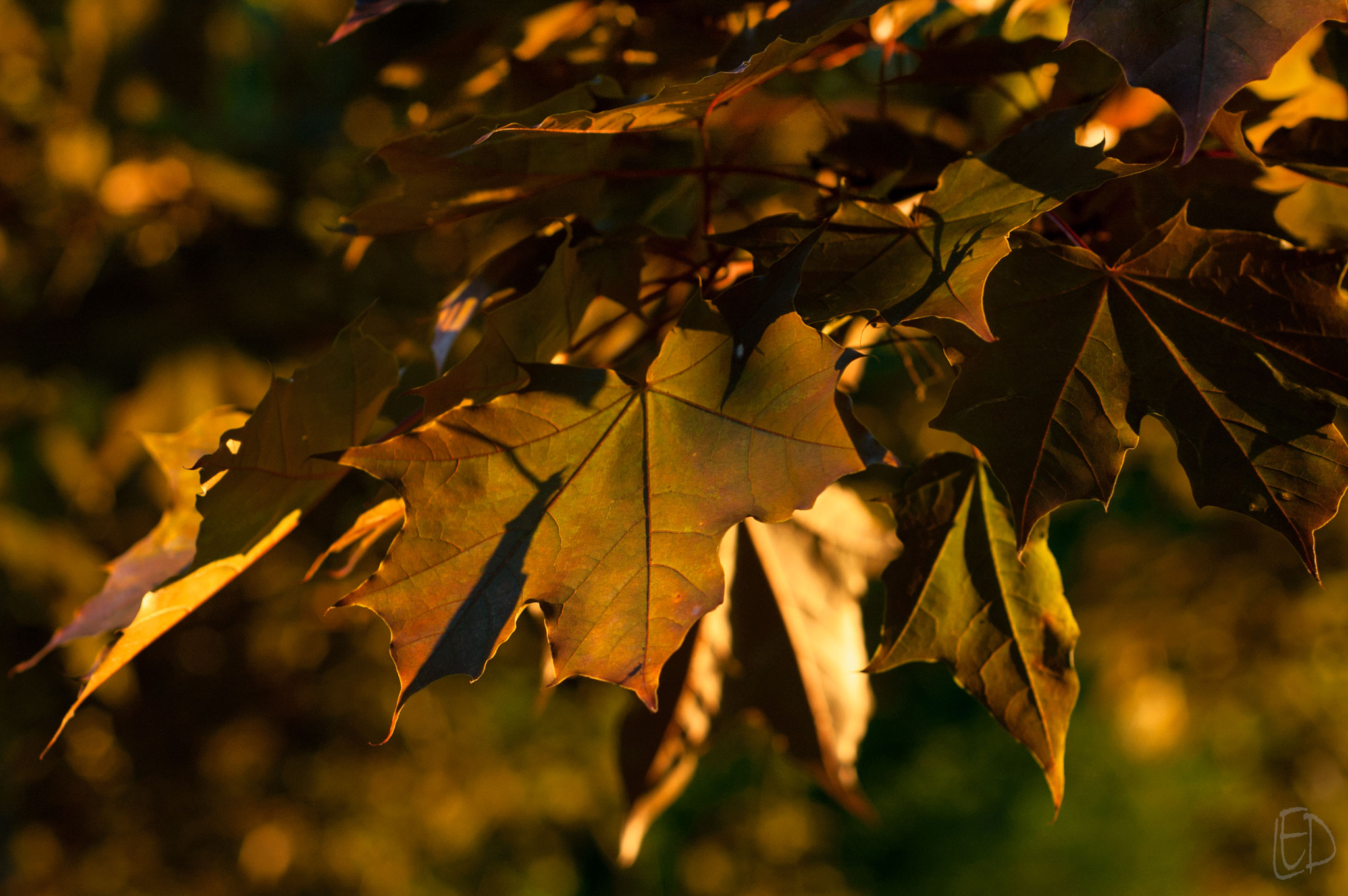 Nikon D70s + Nikon AF Nikkor 50mm F1.8D sample photo. Sunny maple photography