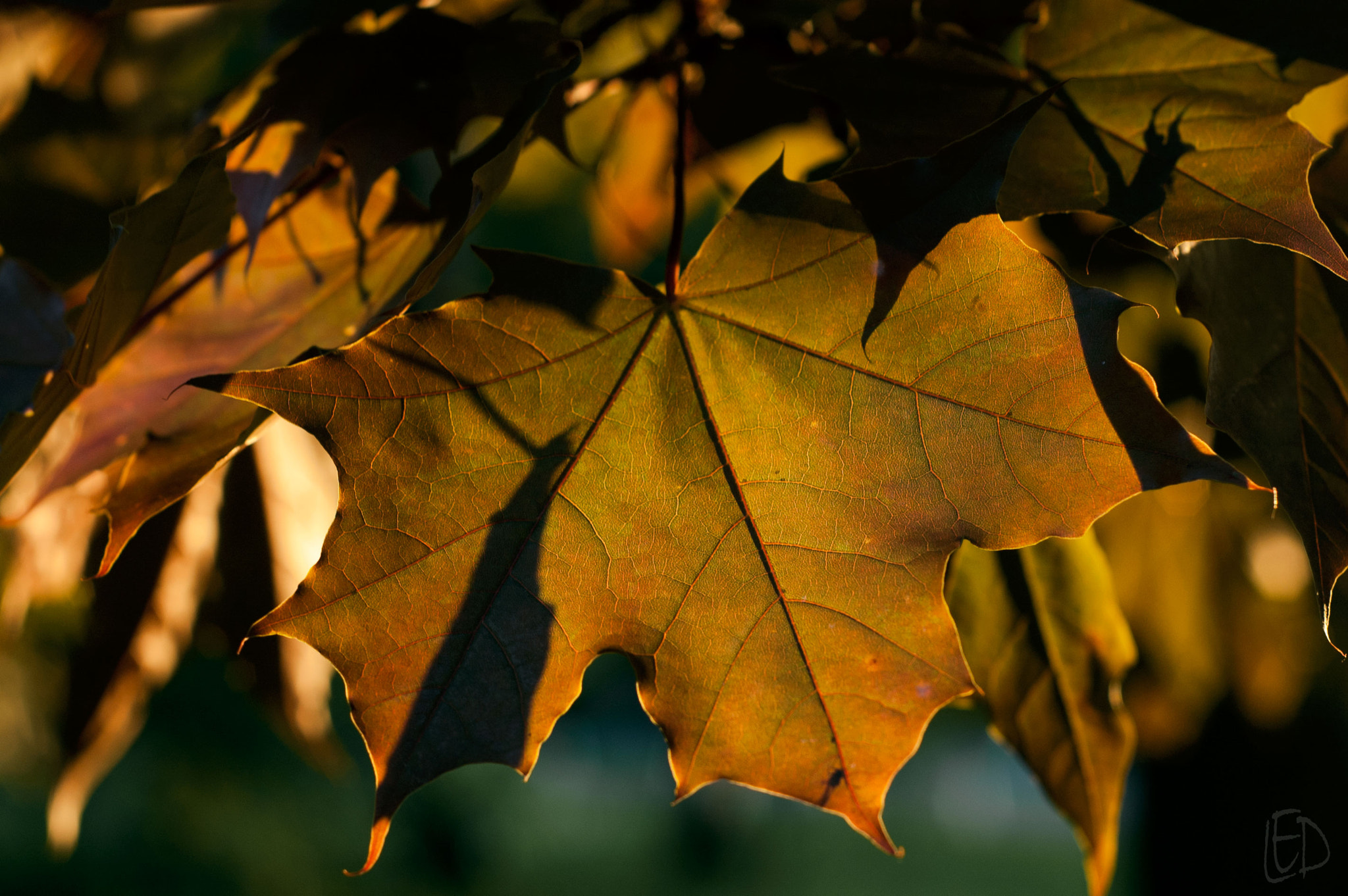 Nikon D70s + Nikon AF Nikkor 50mm F1.8D sample photo. Norway maple "schwedleri" photography