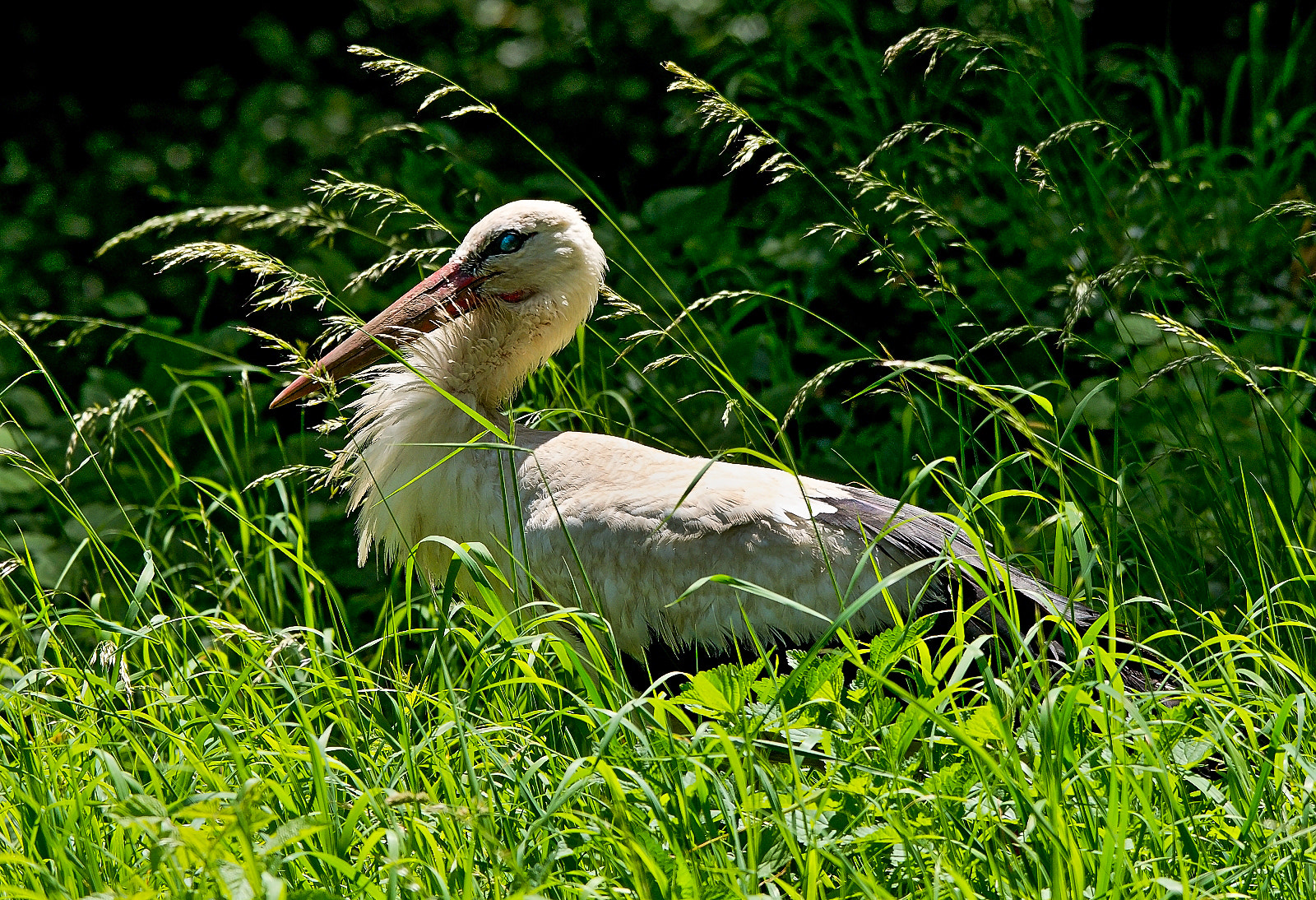 Sigma 120-400mm F4.5-5.6 DG OS HSM sample photo. White stork photography
