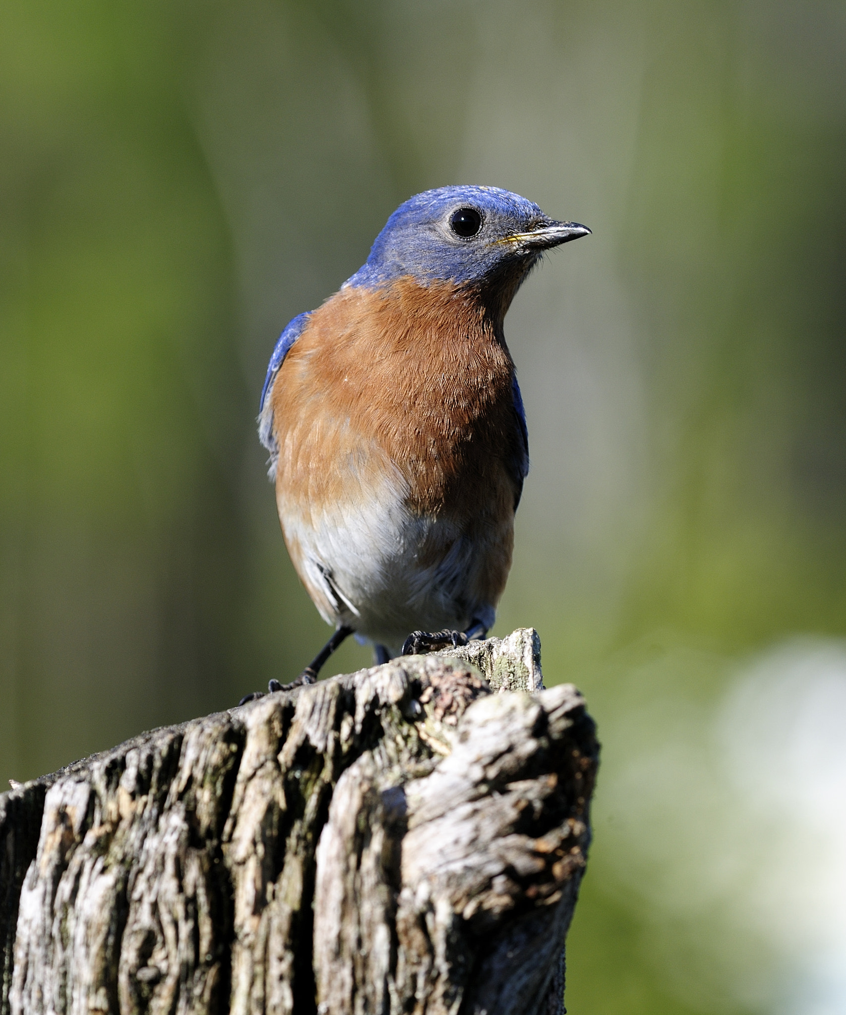 Nikon D300S + Nikon AF Micro-Nikkor 200mm F4D ED-IF sample photo. Merle bleu de l'est sialia sialis eastern bluebird photography