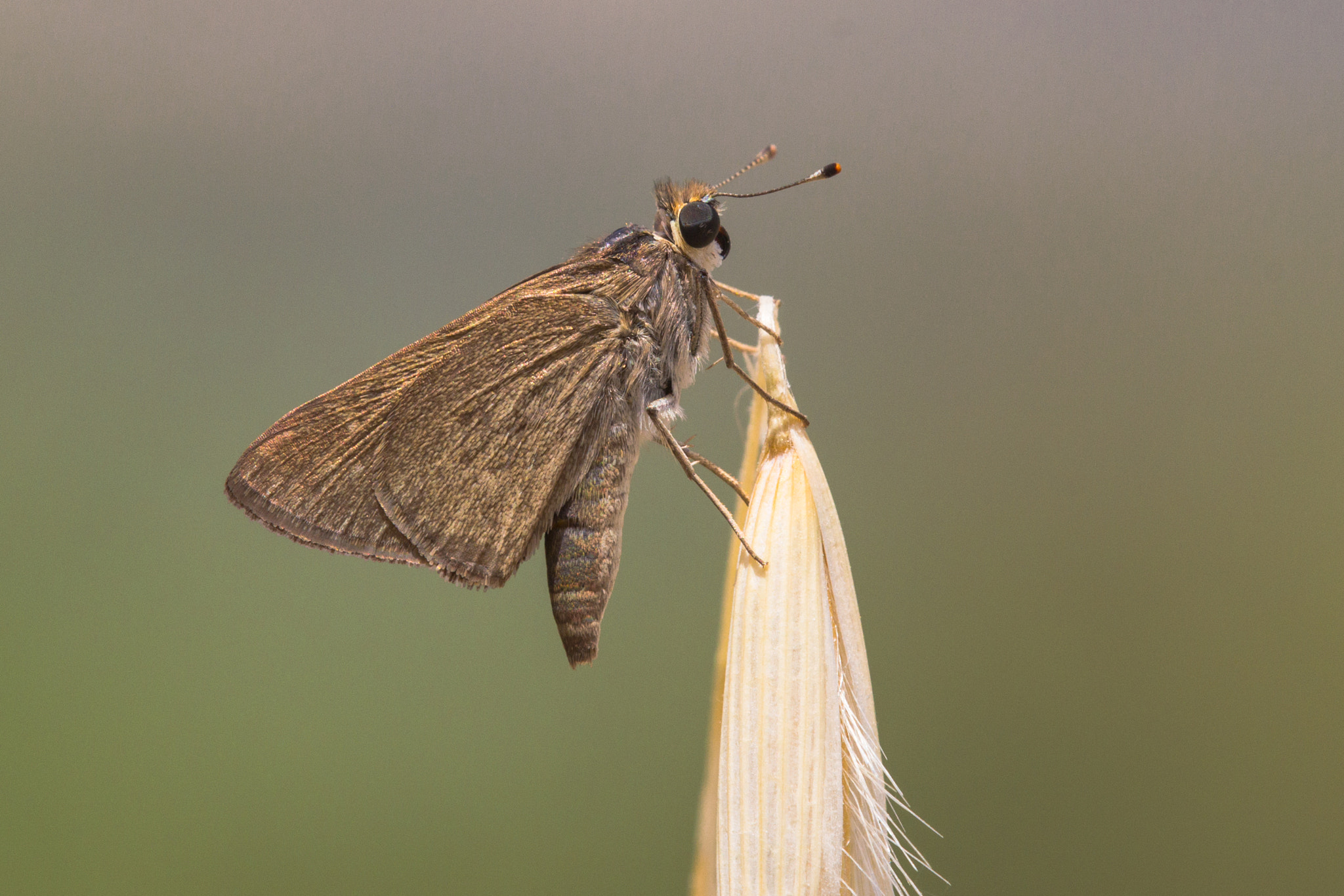 Tamron SP AF 180mm F3.5 Di LD (IF) Macro sample photo. Gegenes pumilio photography