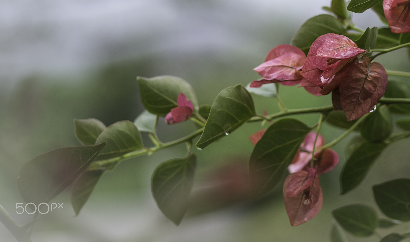 Nikon D600 + Sigma 105mm F2.8 EX DG Macro sample photo. In a wet environment.. photography