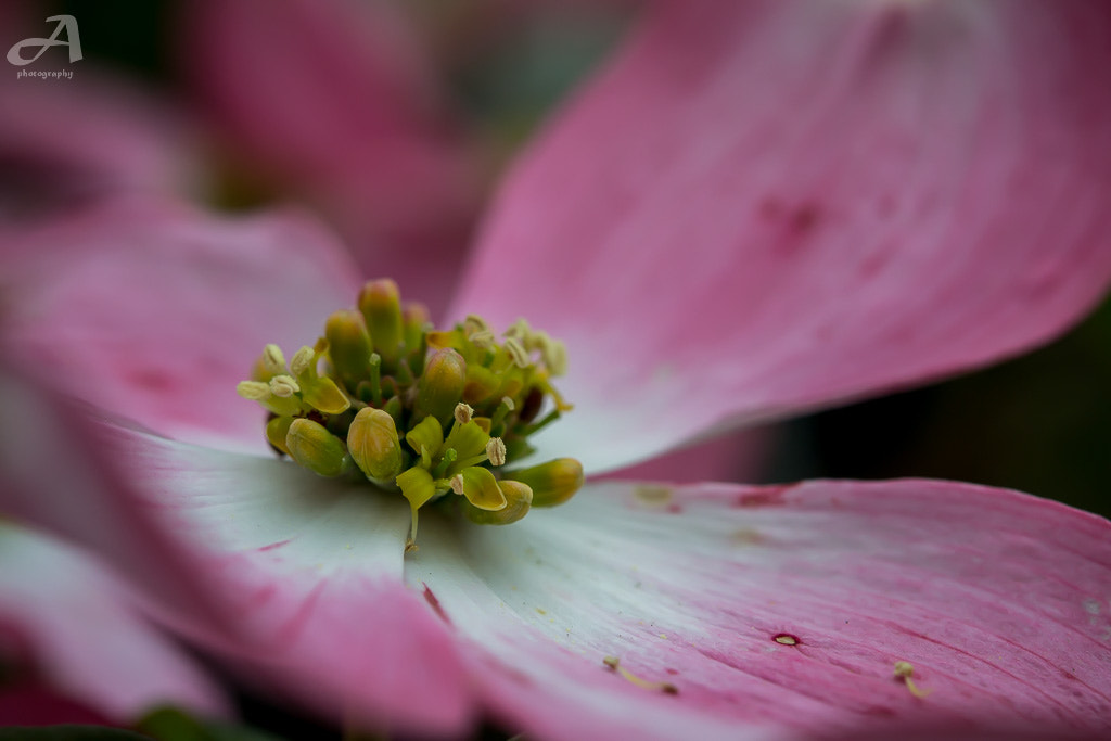 Nikon AF-S Micro-Nikkor 60mm F2.8G ED sample photo. Power. photography