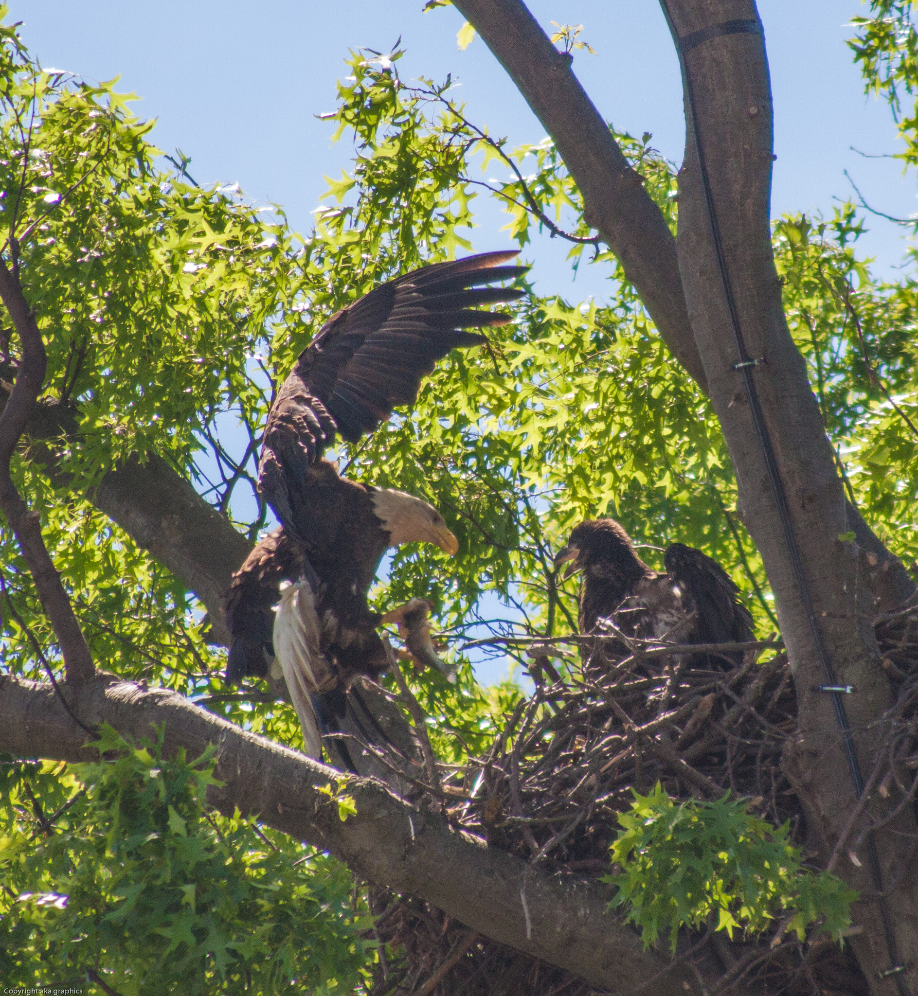 Canon EF 100-300mm F4.5-5.6 USM sample photo. Delivery service photography